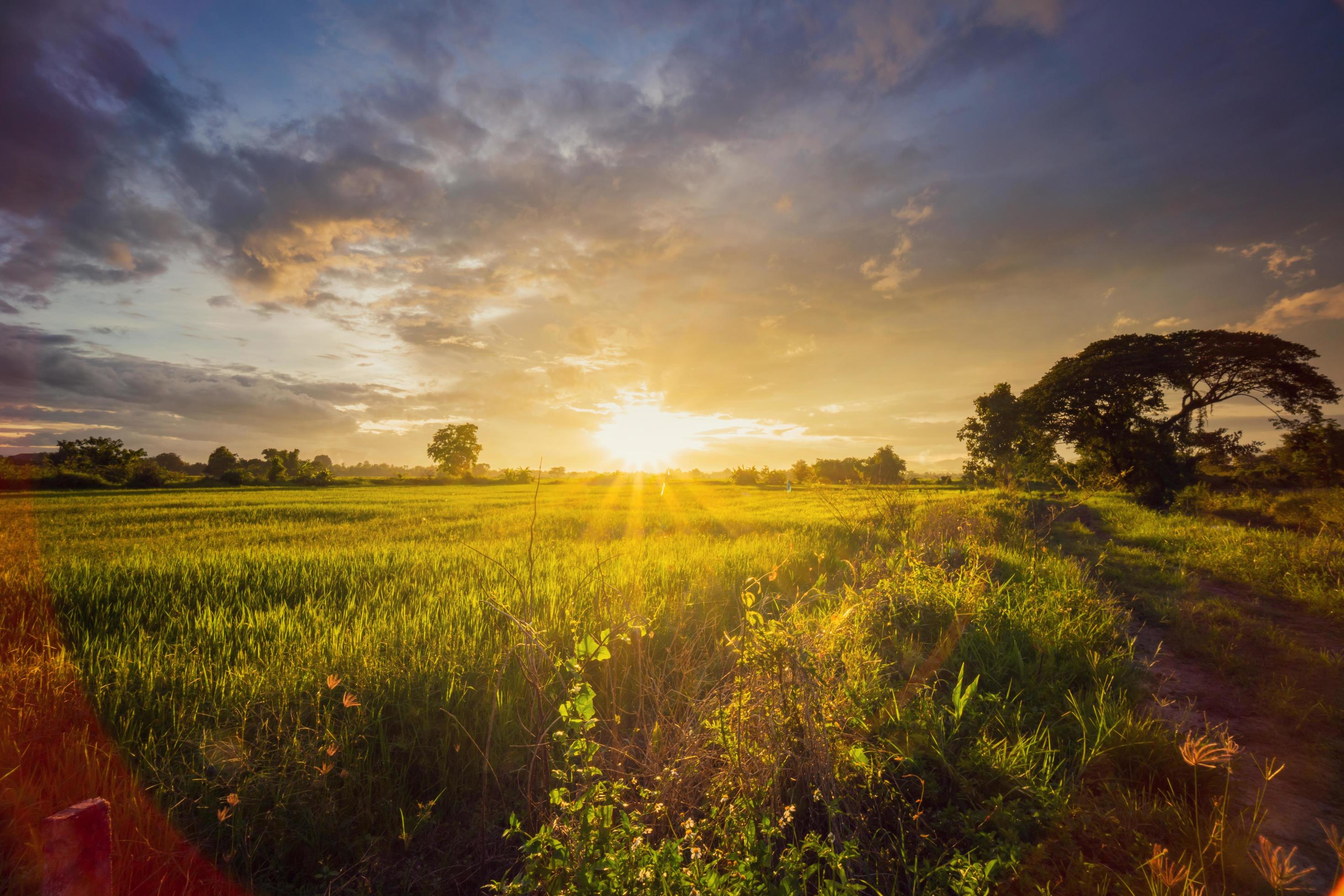 landscape with clouds moving rice field and sunset. Stock Free