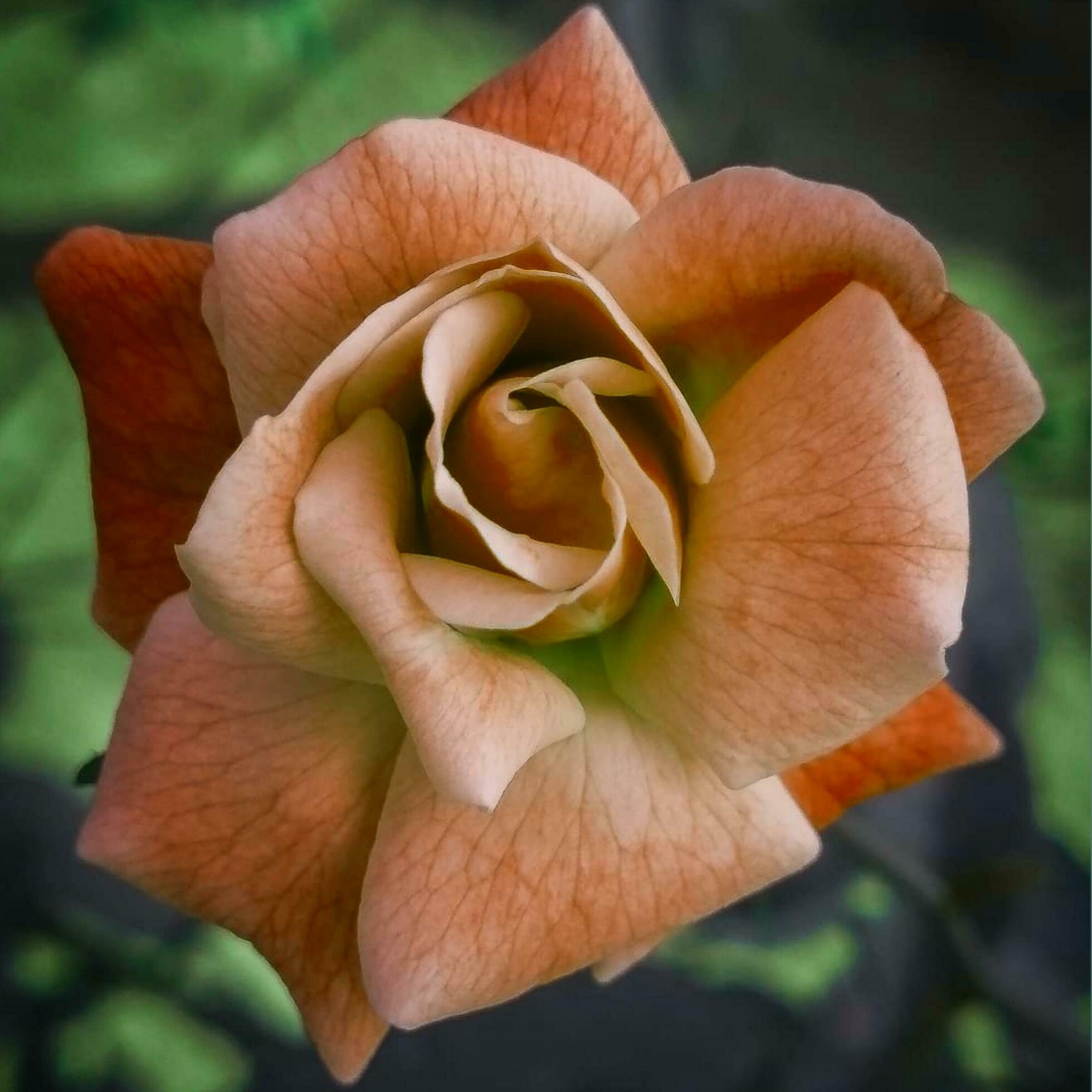 Rose flower blooming in the garden Stock Free