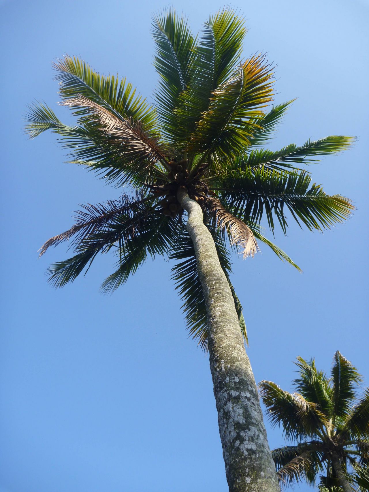 Tall Coconut Trees Palm Stock Free