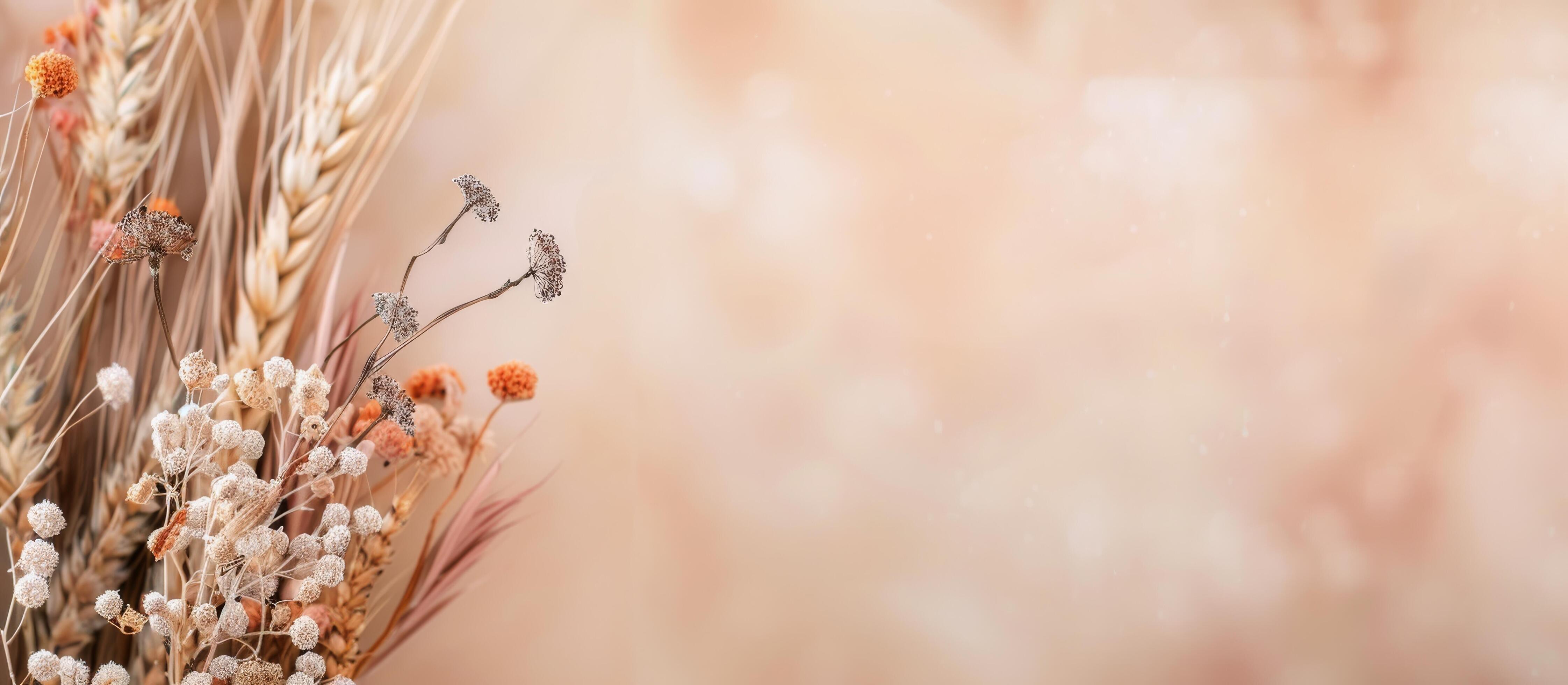 Dried Flowers and Wheat on Peach Background Stock Free