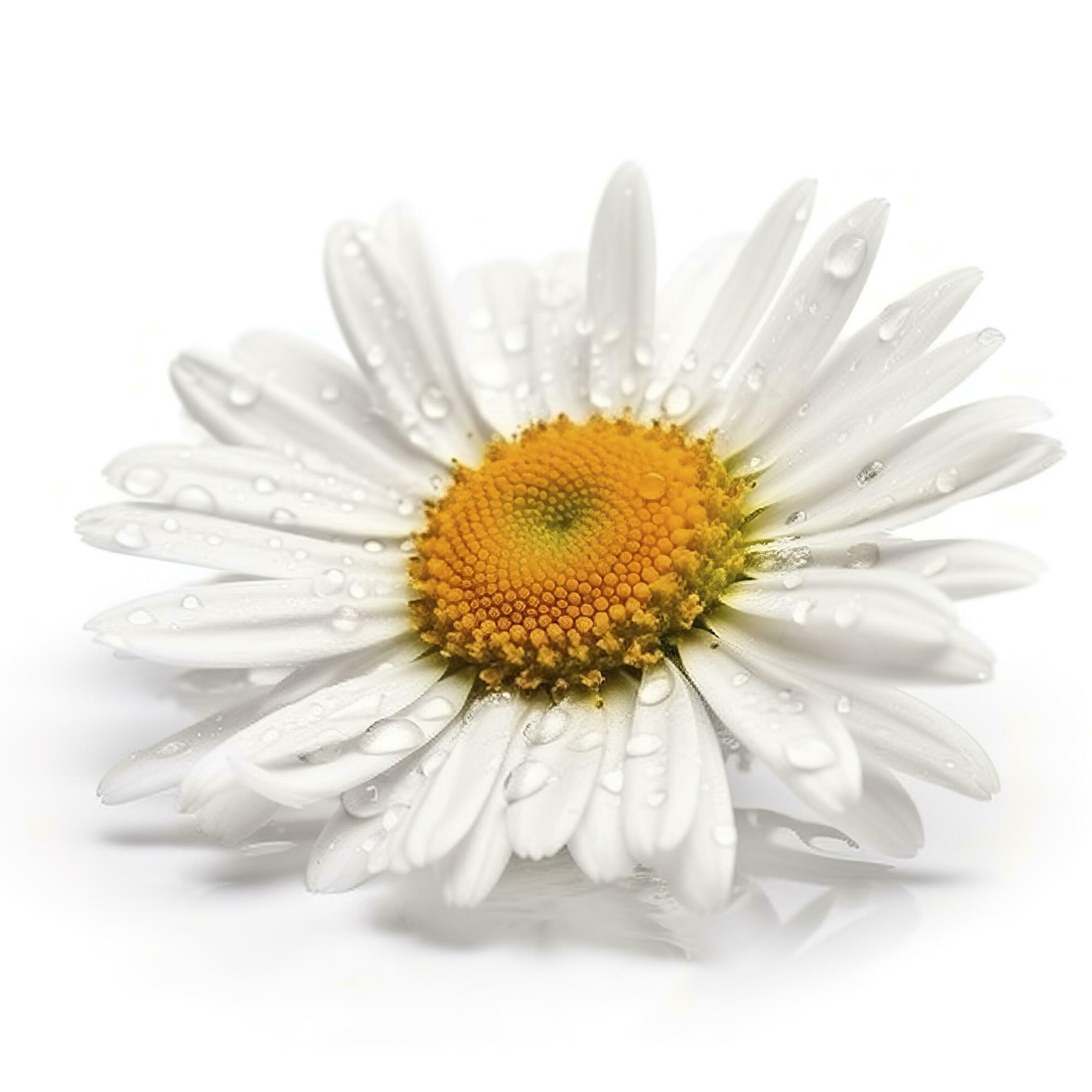 Daisy flower with isolated on white background, generate ai Stock Free