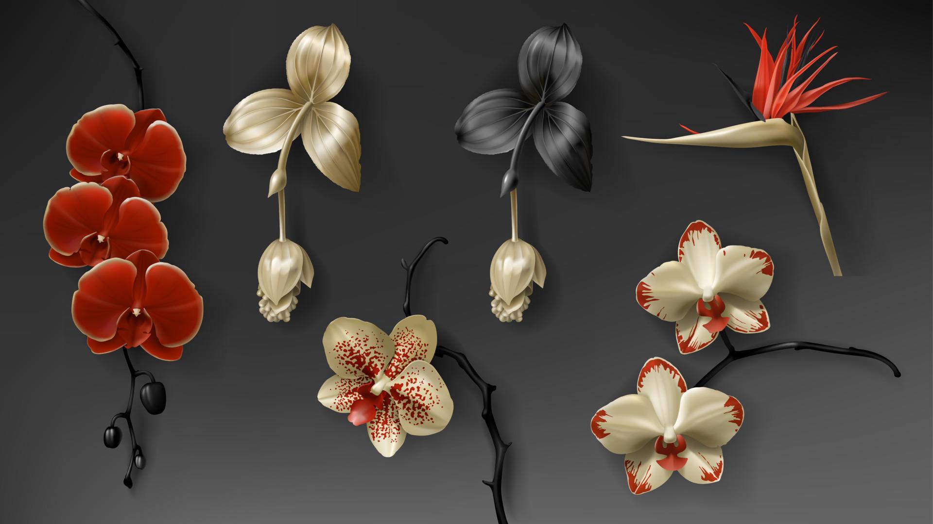 
									Tropical black, red and gold orchid flower on dark Stock Free