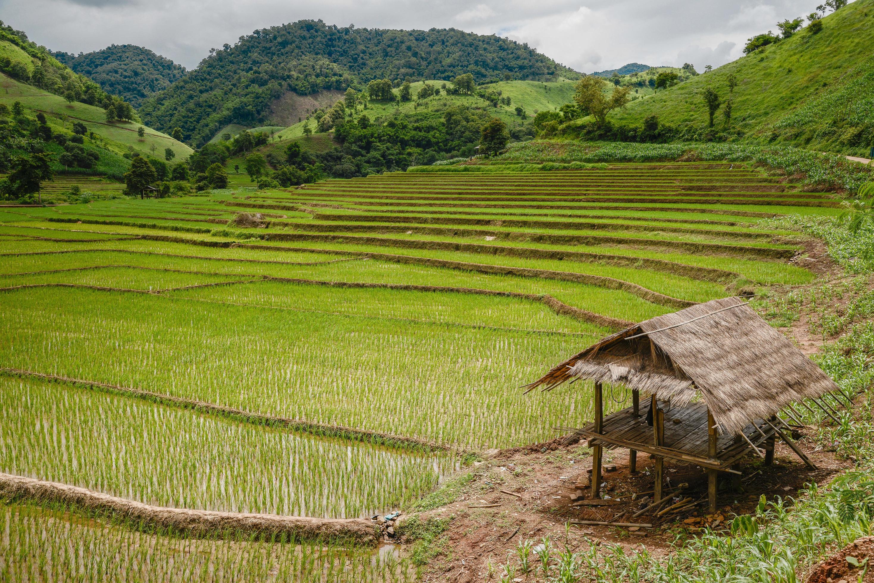 The rice terraces and agriculture filed of the countryside of Chiang Rai province the northern province in Thailand. Stock Free