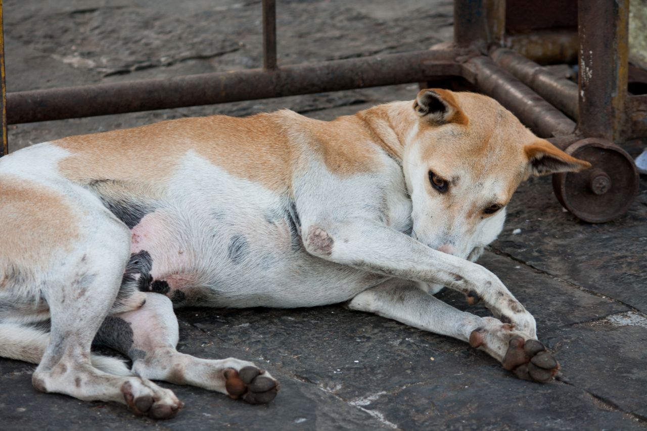 Dog Sleep Stock Free