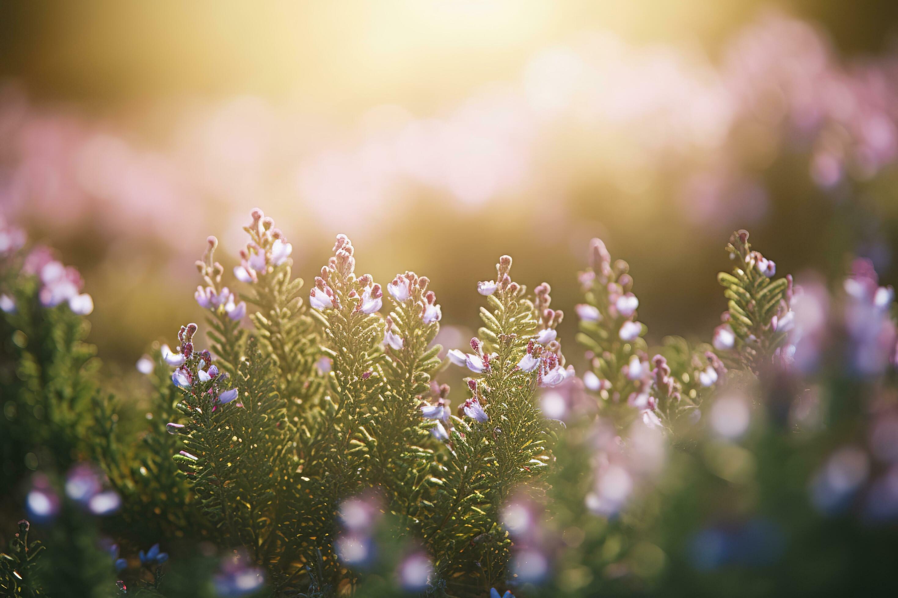 Erica Flower Field, Summer Season, Bokeh Effect , generate ai Stock Free