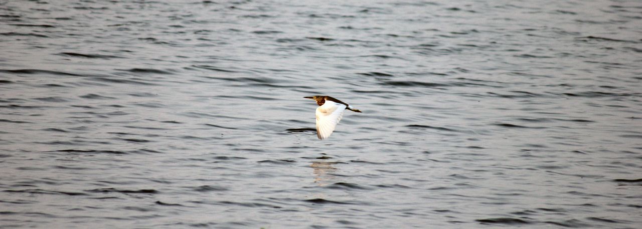 Bird In Flight 4 Stock Free