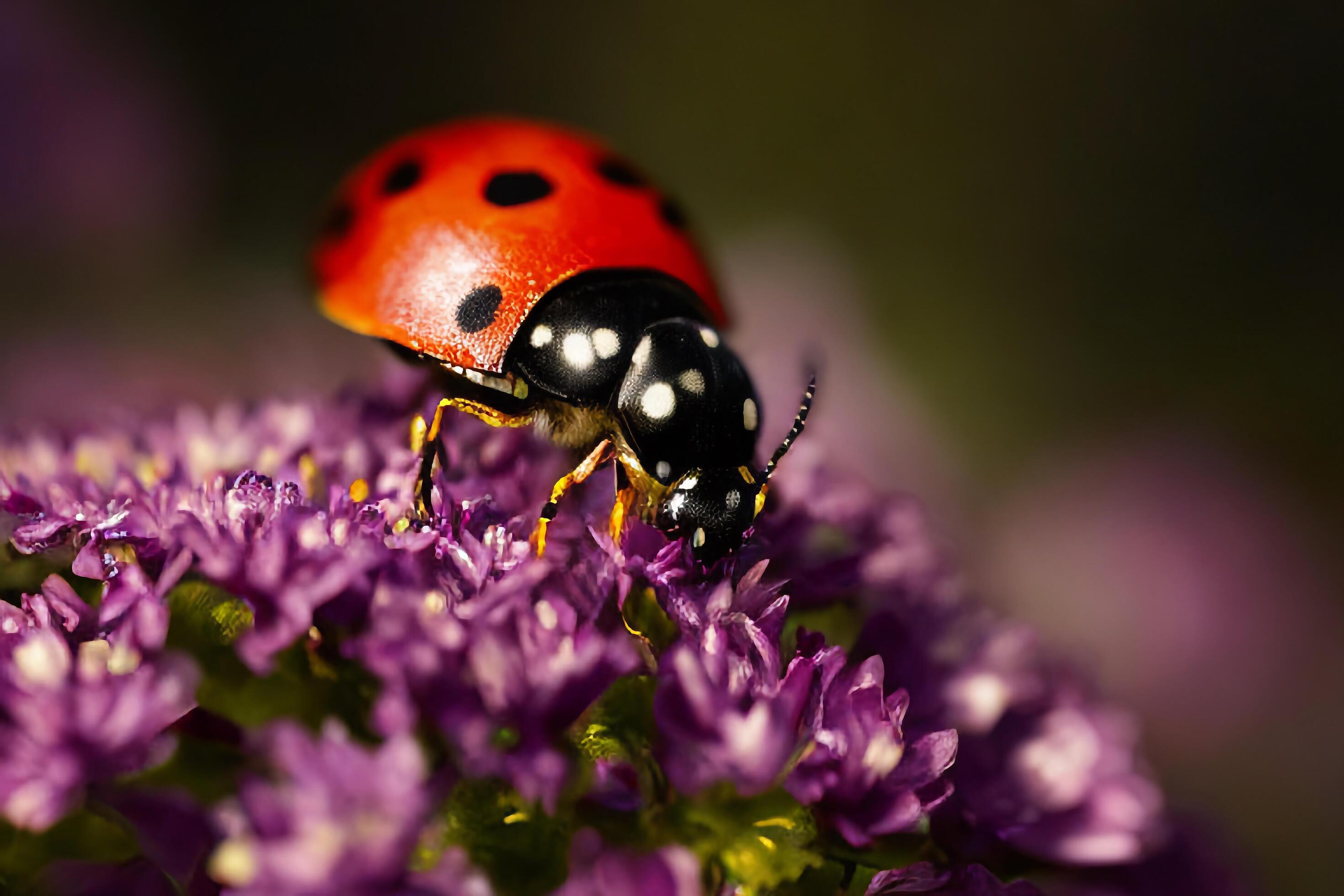 The ladybug on the flower with . Stock Free