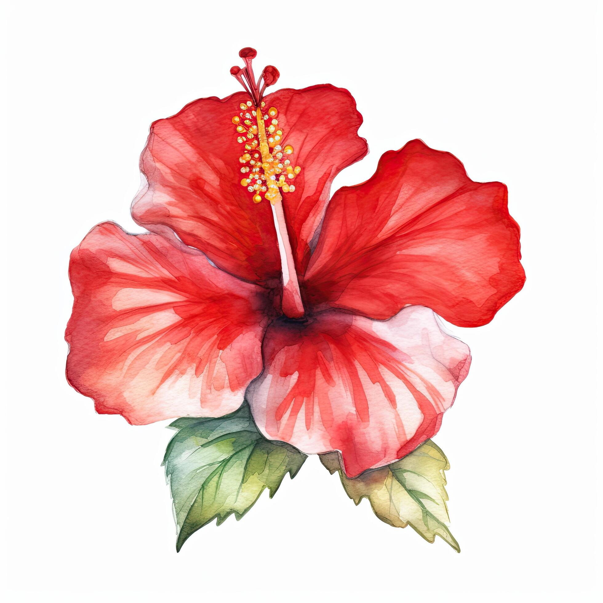 Red watercolor hibiscus flower. Illustration Stock Free