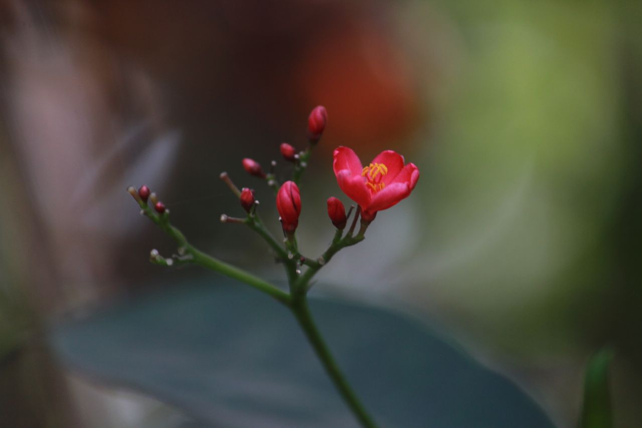 Pink Bud Closeup Stock Free