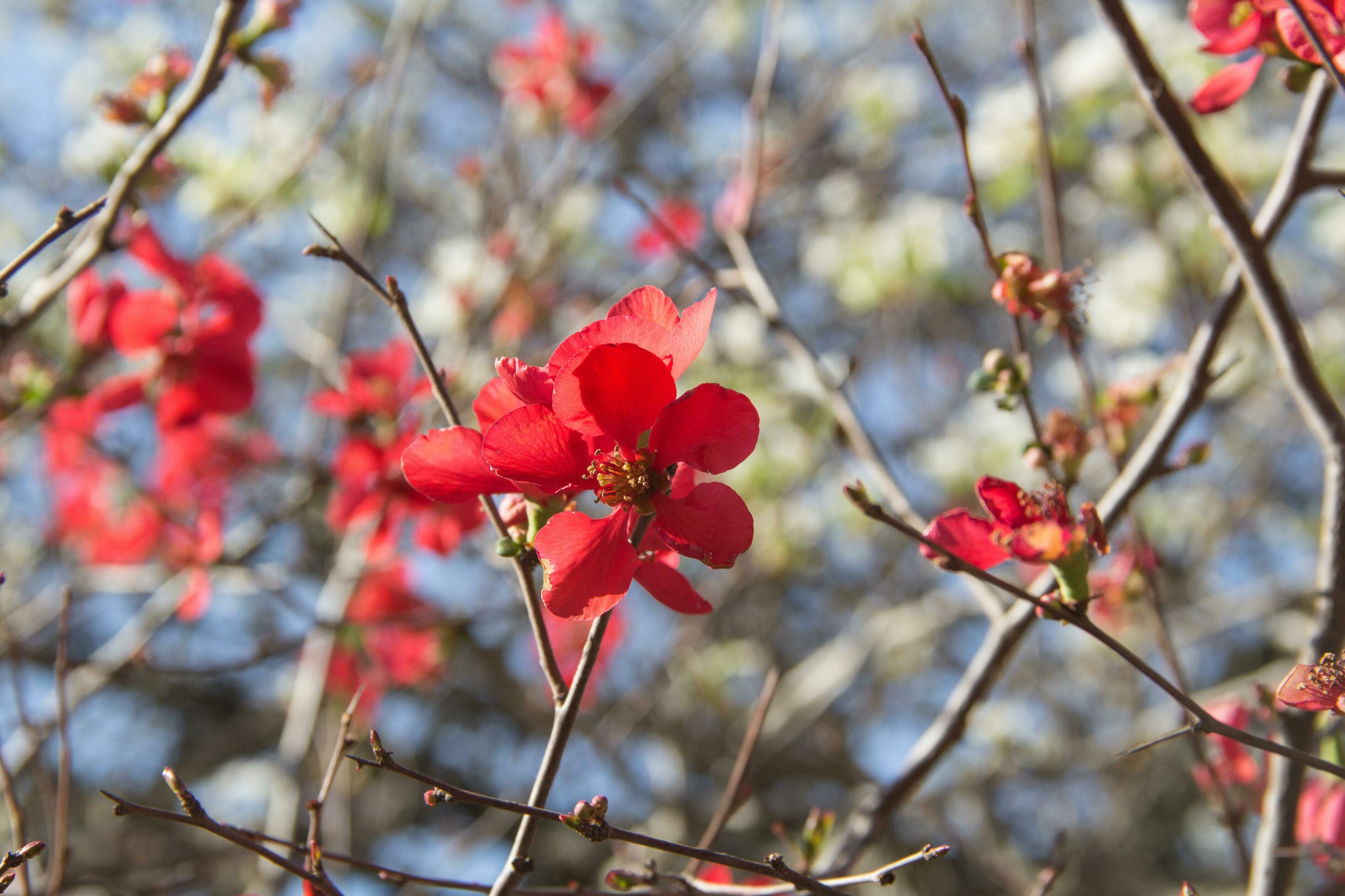 garden quince flowered in the spring of the mountains Stock Free