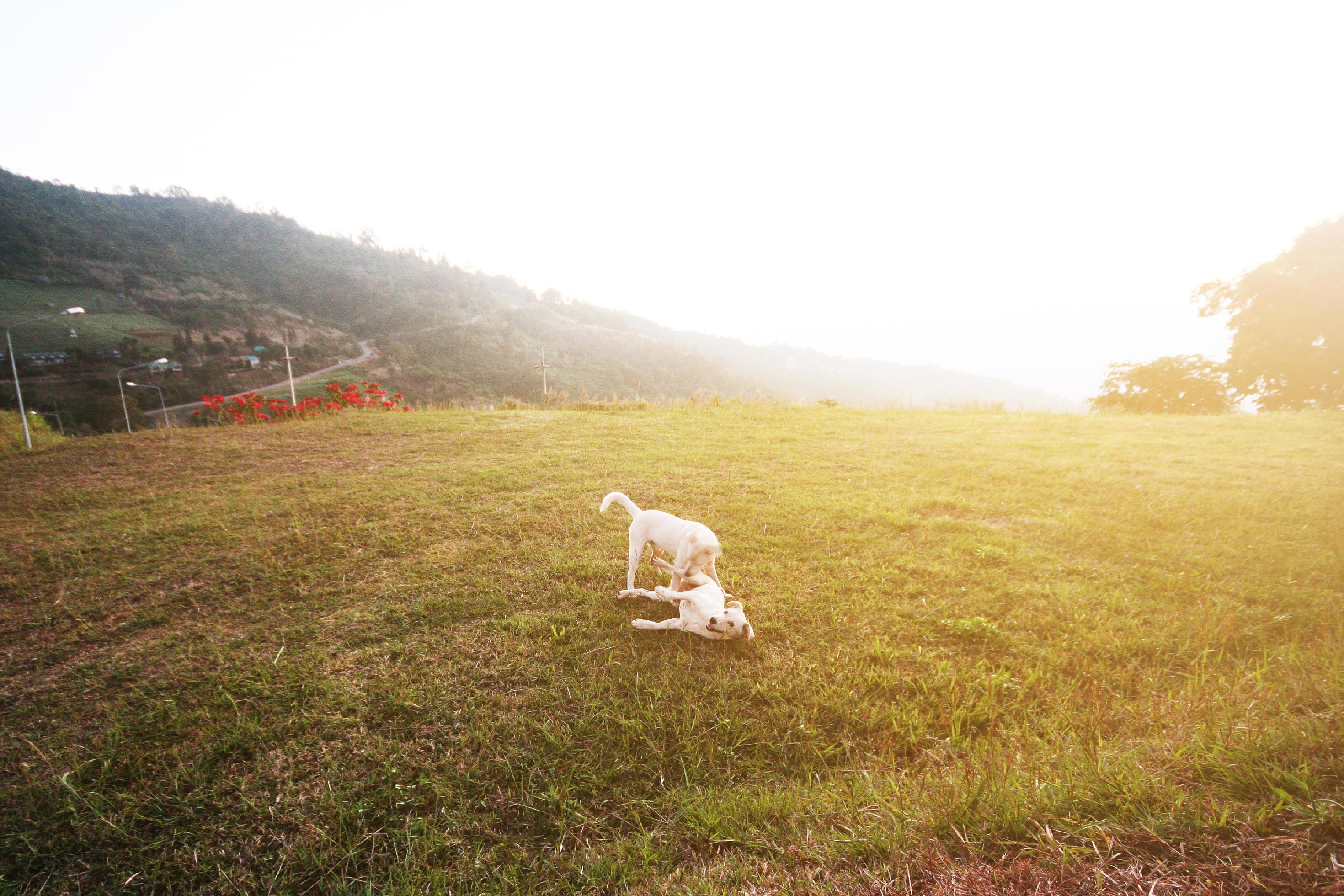 Cute two white dog playful with beautiful sunset in grass firlds on mountain in Thailand Stock Free