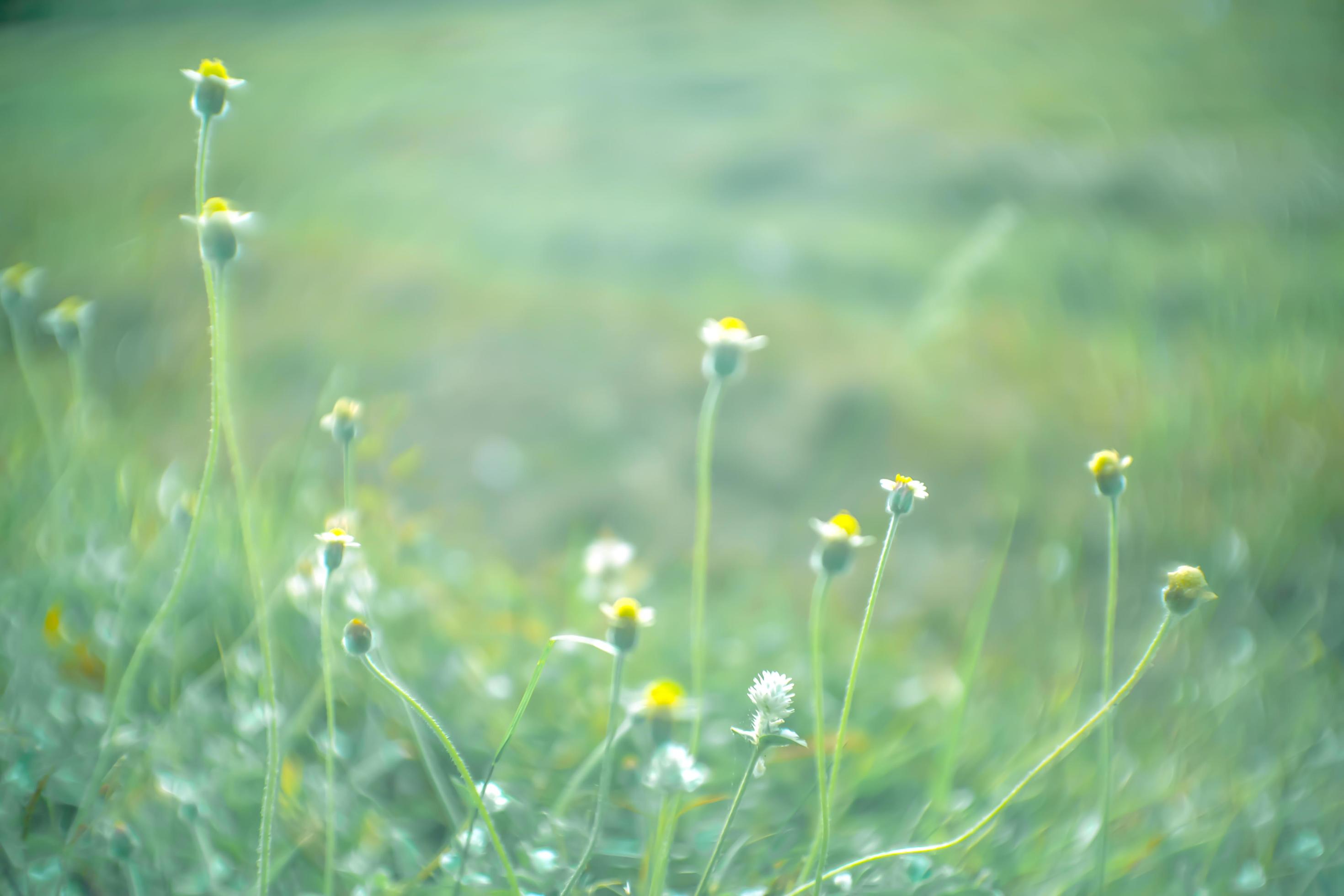 blurred ,wild flower fields.Beautiful growing and blooming in the morning Stock Free