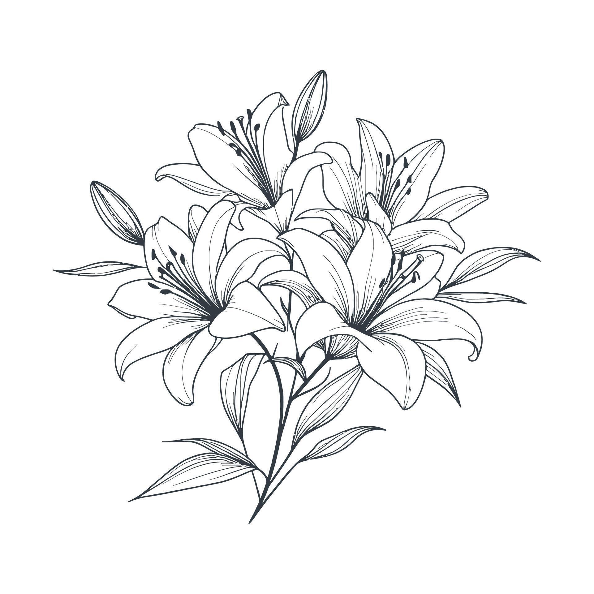 illustration of lily flowers Stock Free