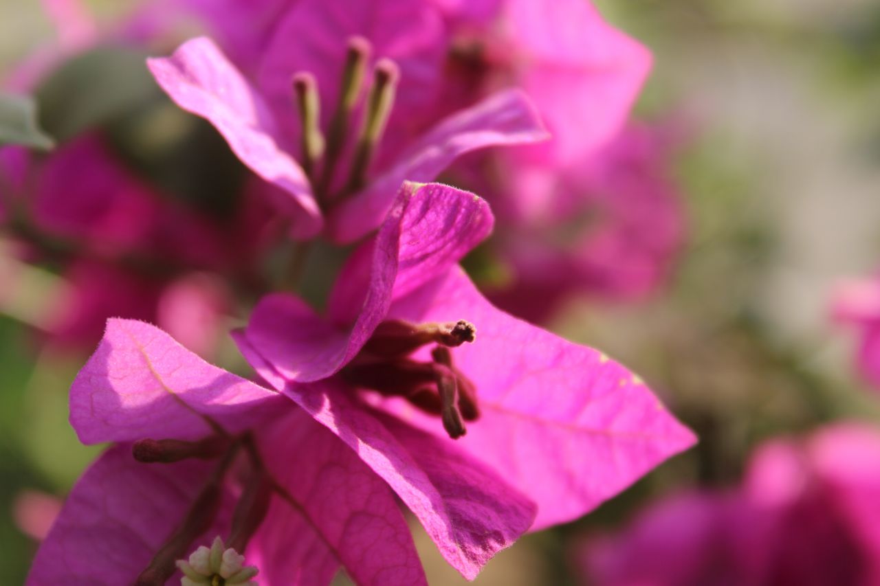 Pink Leaves Beautiful Flower Stock Free