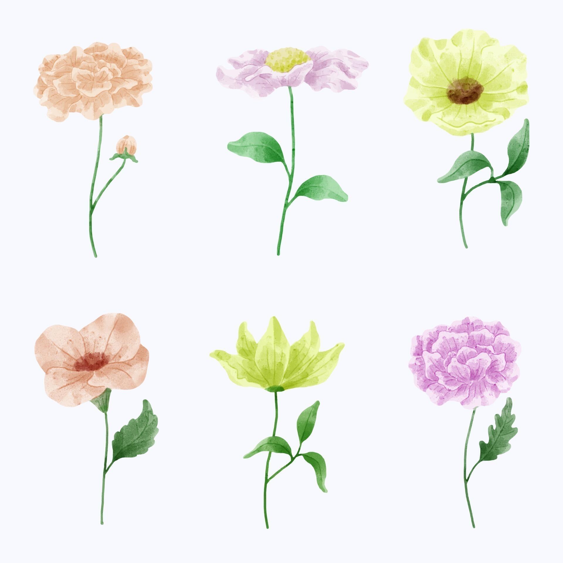 A set of flowers painted in watercolor for designer work create Stock Free