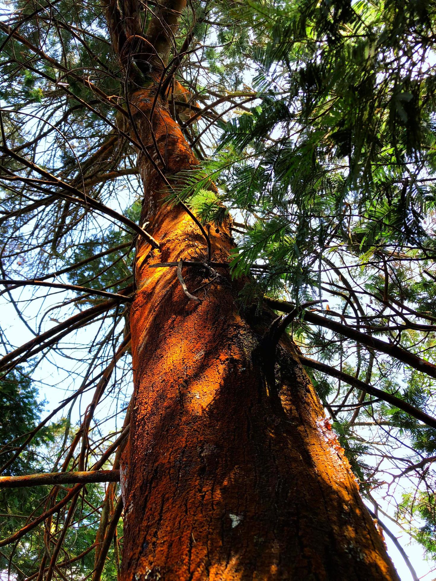 A photo of a large pine tree from below. Stock Free