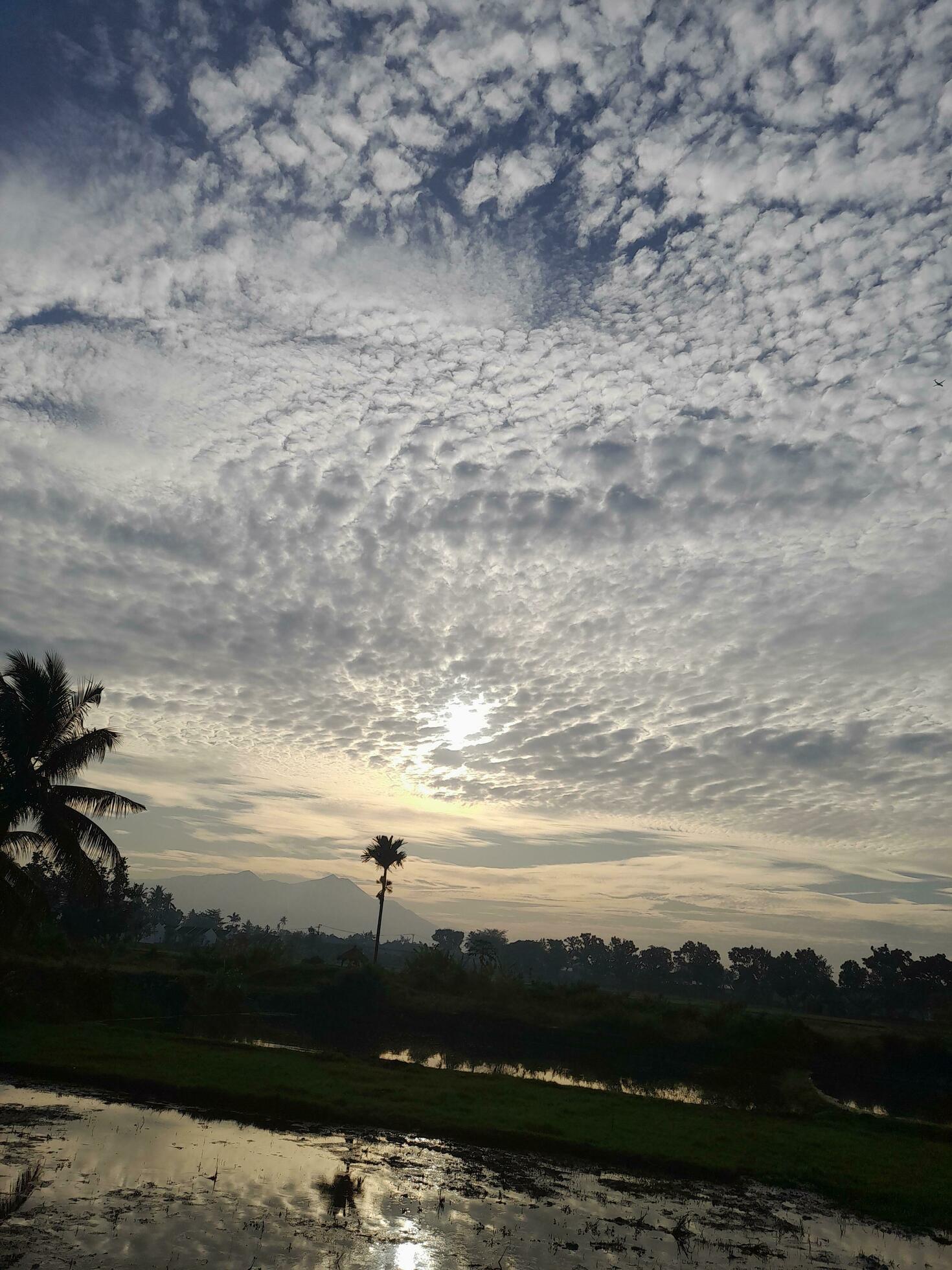 Beautiful view of the sky on the rice paddy field during sunrise in Lombok Island, Indonesia. Nature composition Stock Free