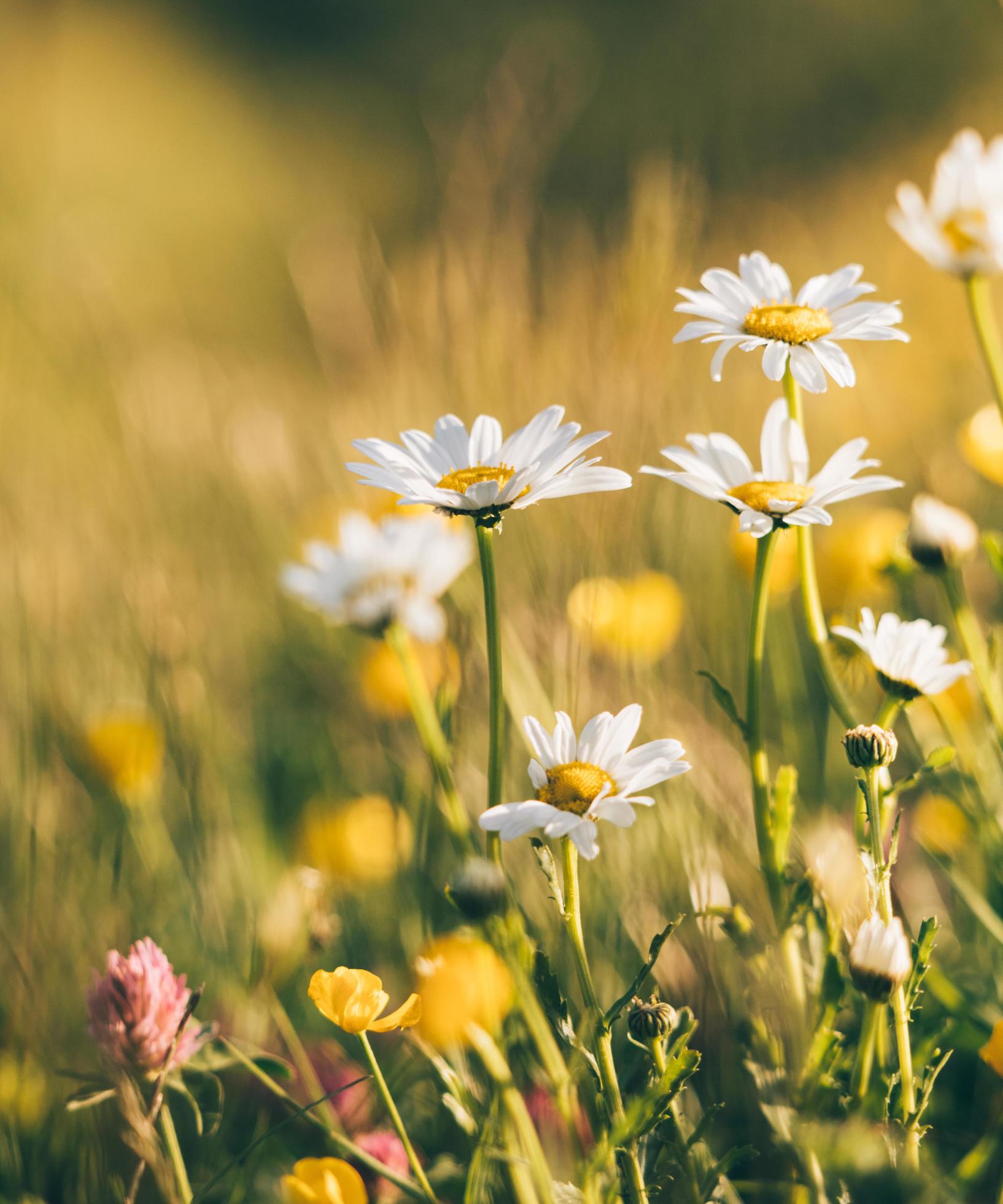 White and yellow flowers Stock Free