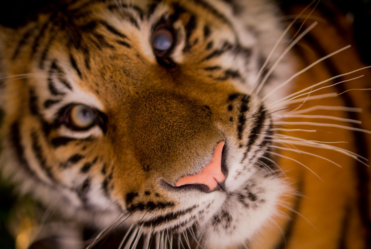 Tiger close up Stock Free