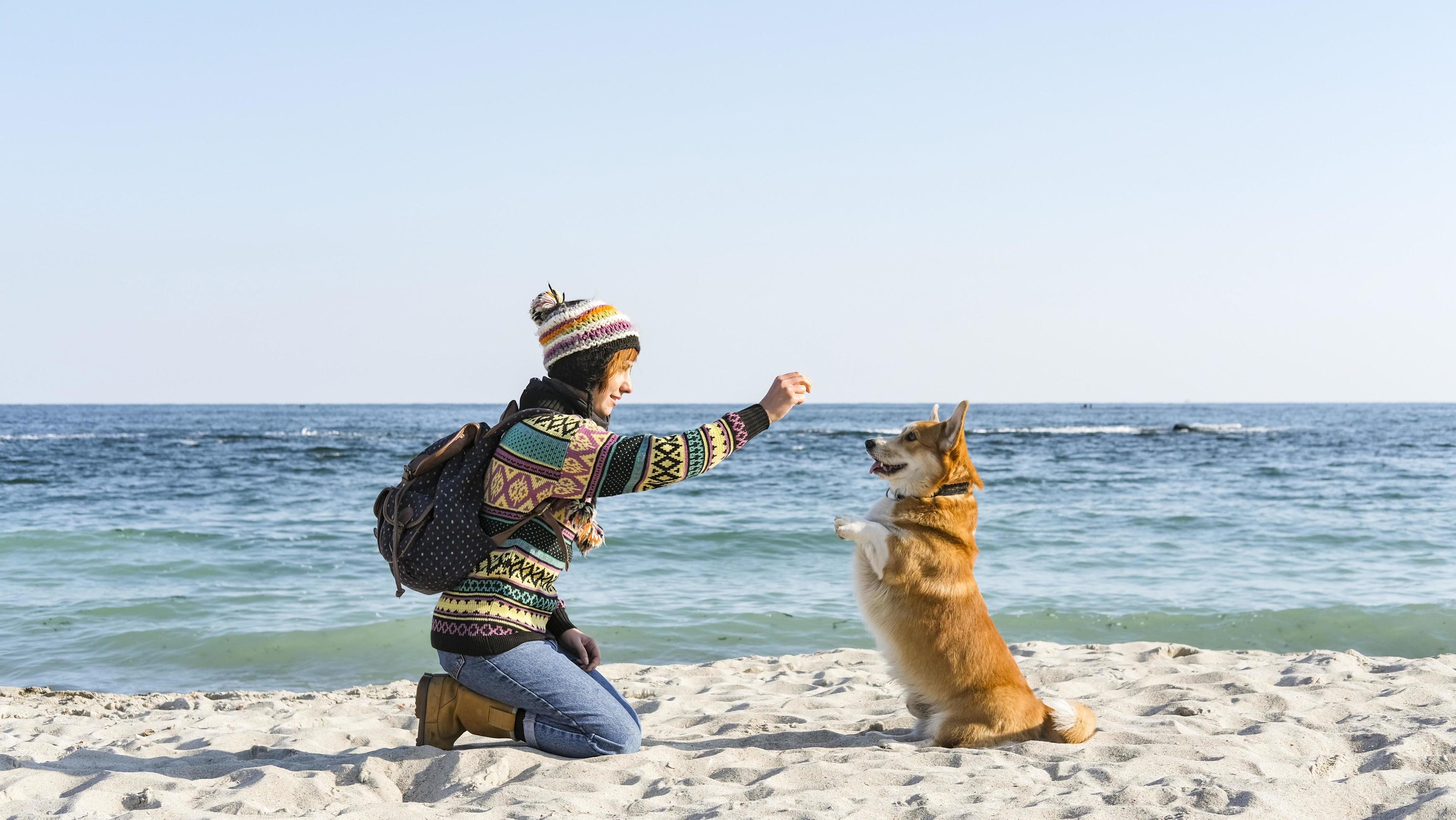 Young happy female walk with cute corgi dog on the autumn sunny beach Stock Free