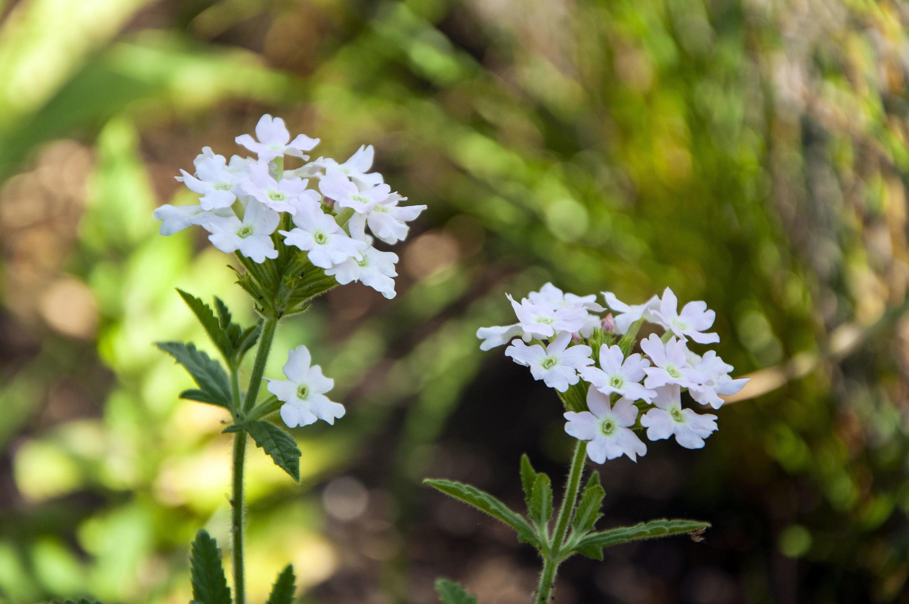 Close up photo of verbena flower plant Stock Free