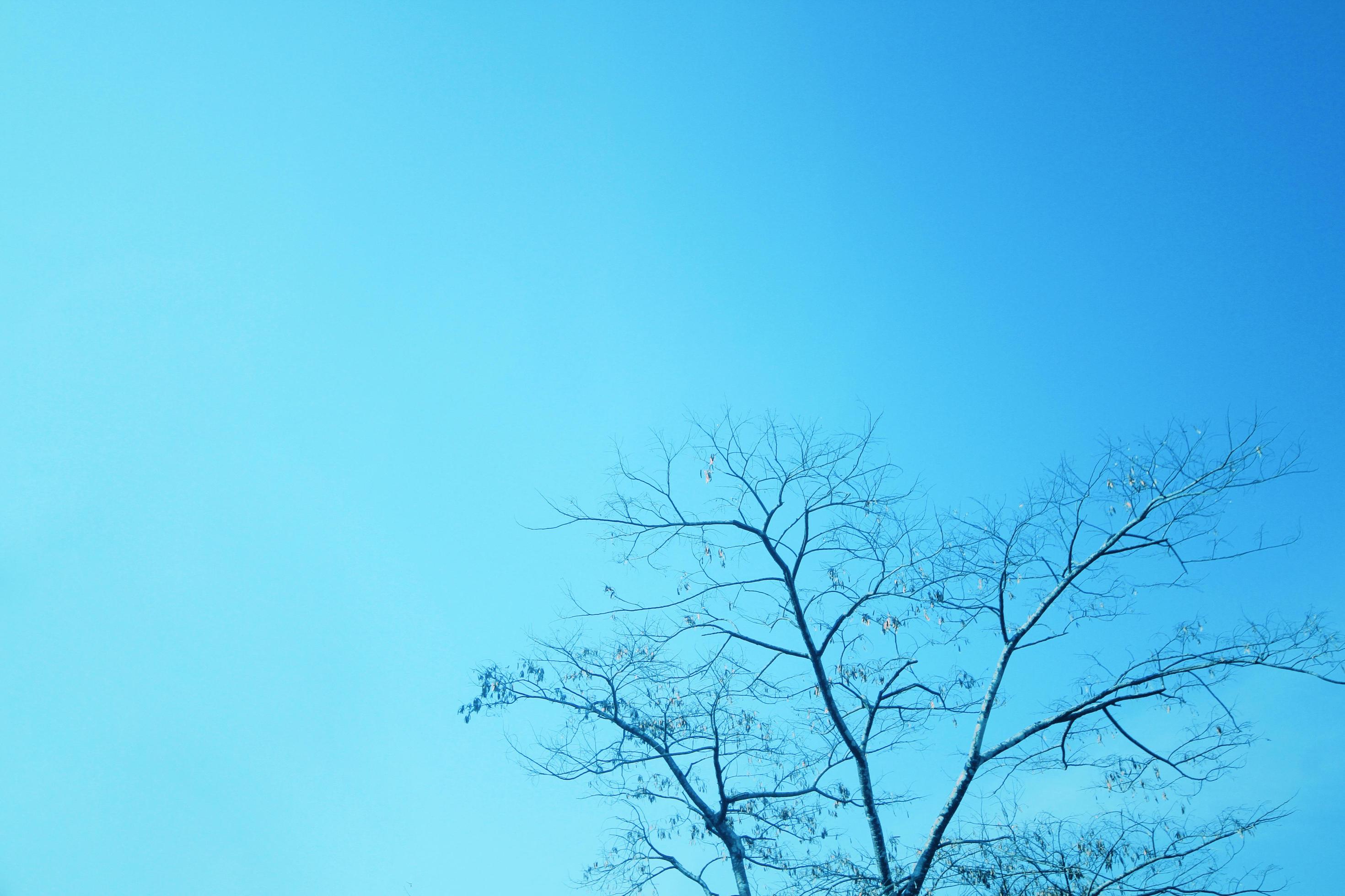 Silhouette Dry tree branches on blue sky Stock Free