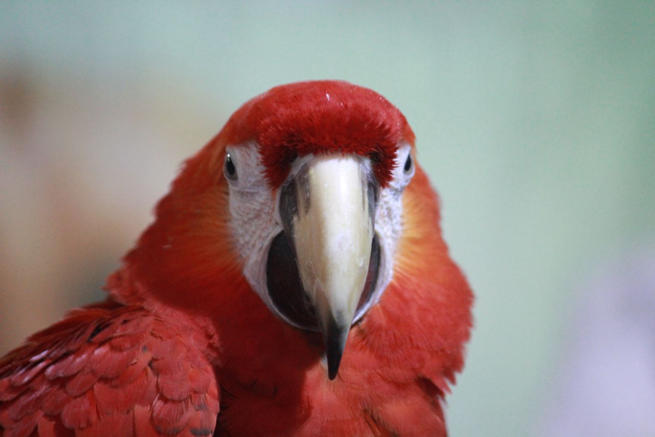 Scarlet Macaw Parrot Bird Stock Free