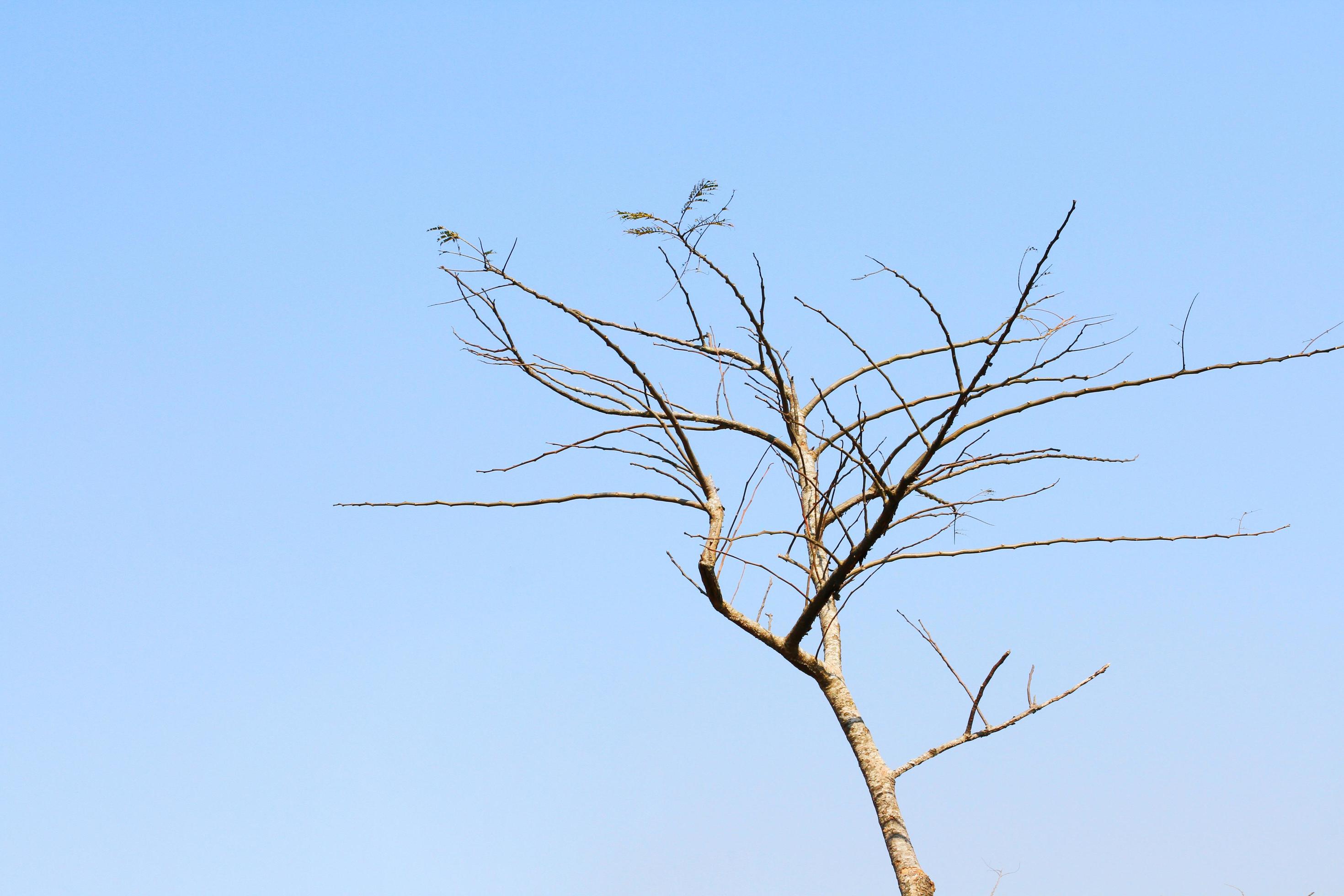 Silhouette Dry tree branches on blue sky Stock Free