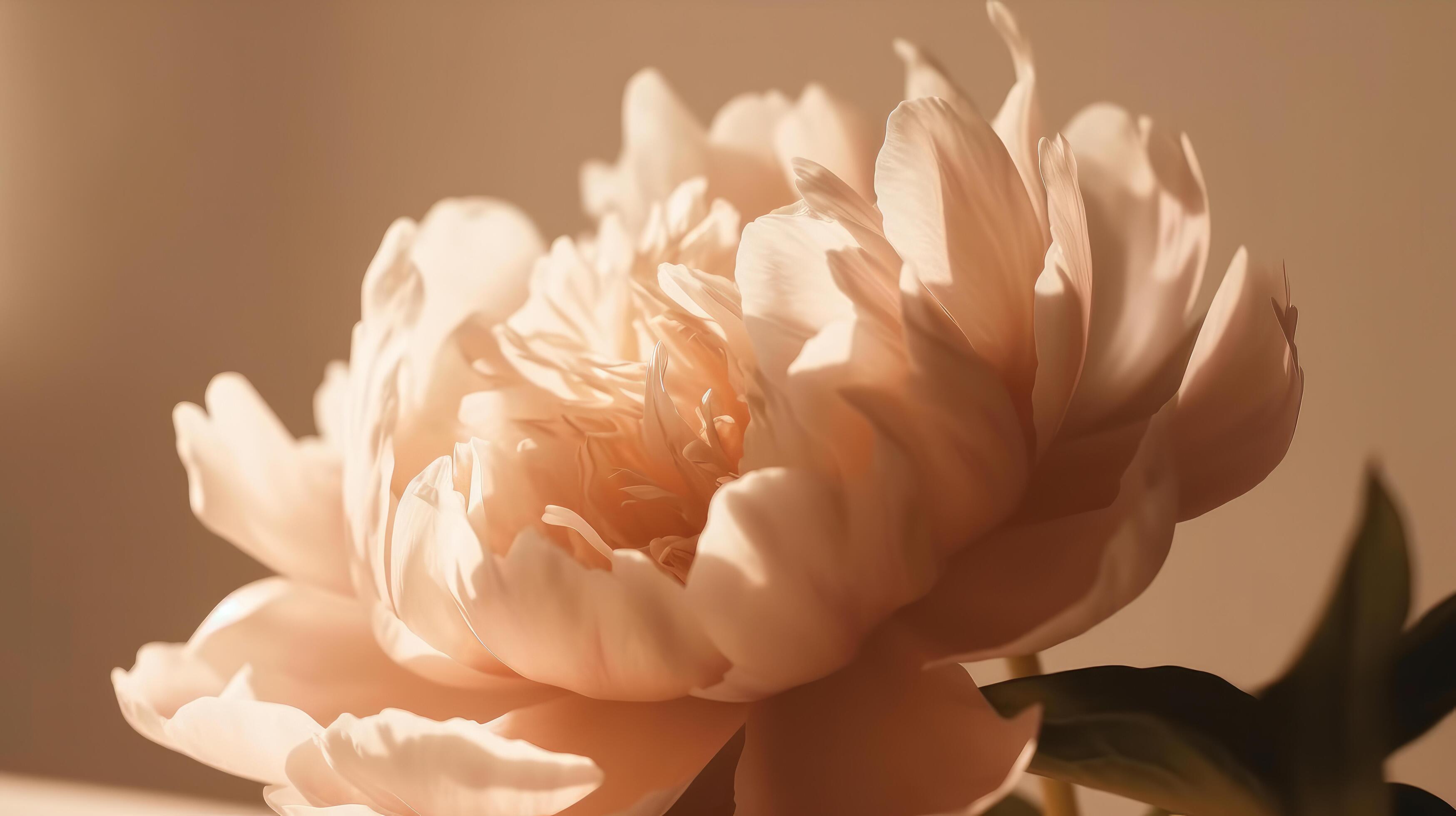 Beautiful peony flower. Illustration Stock Free