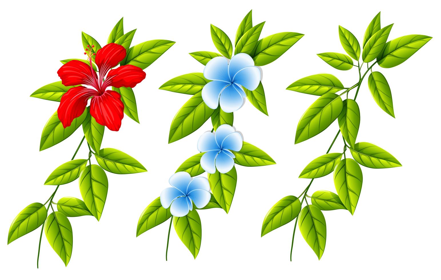 Set of different flowers and leaves Stock Free