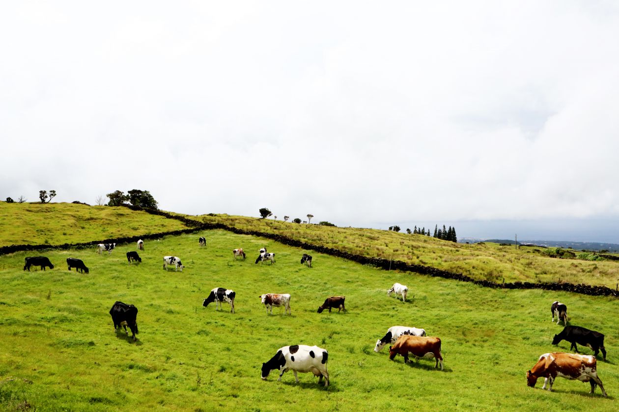 Field Of Cows Stock Free