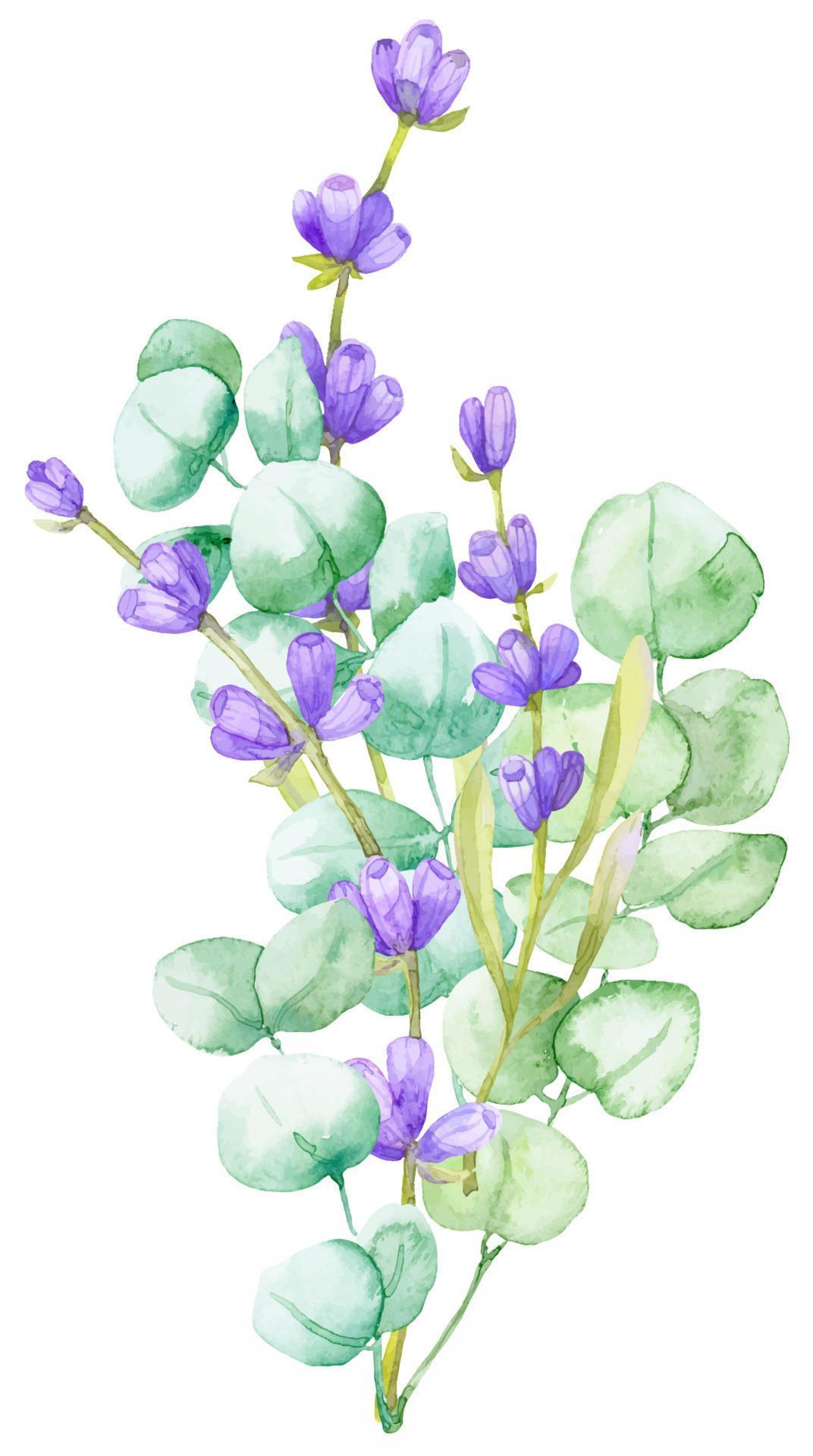 A bouquet of green eucalyptus leaves and lilac lavender. Watercolor illustration Hand drawn eucalyptus branch with lavender flowers Stock Free