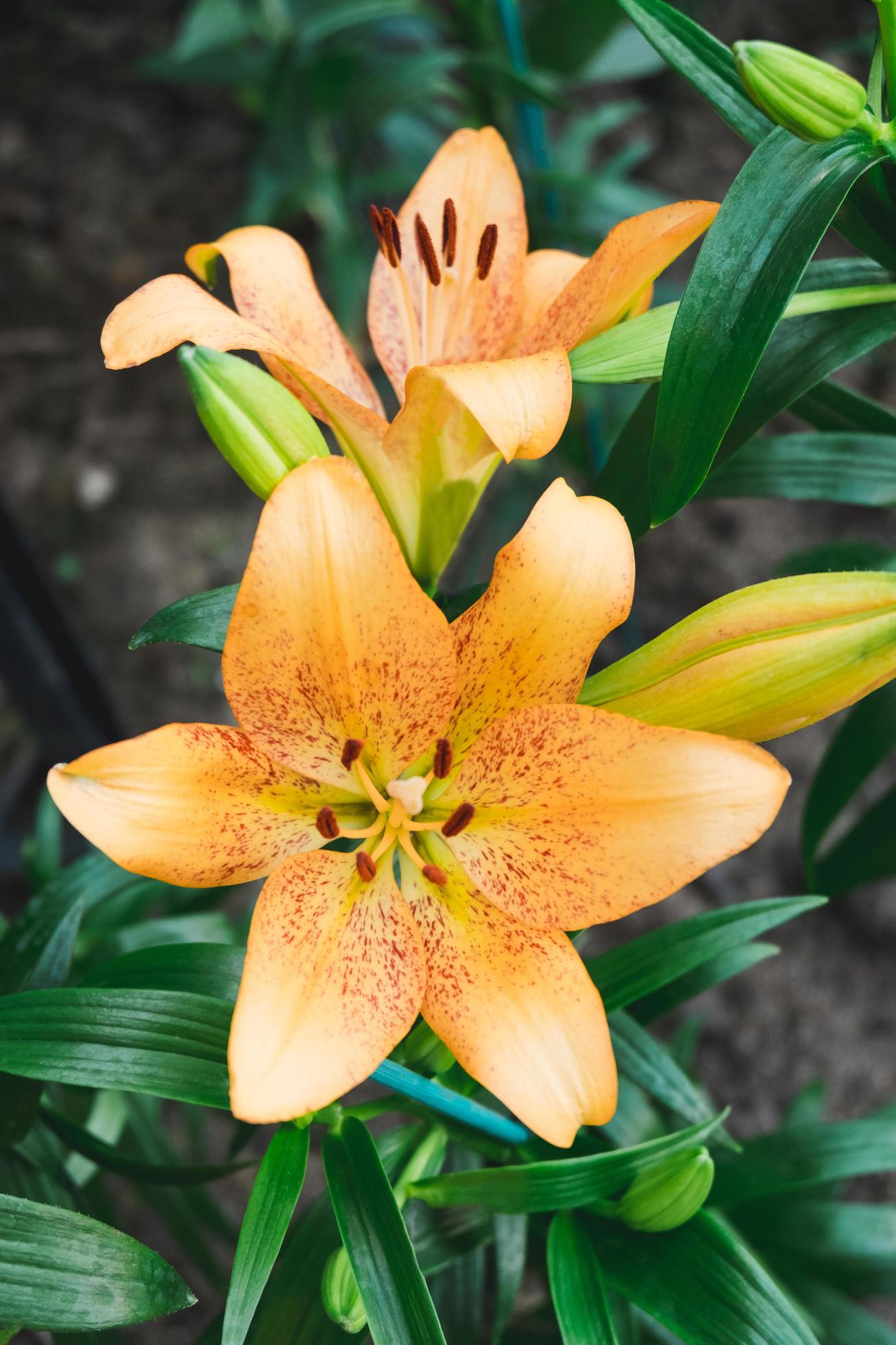 Beautiful Orange lily flower in botanic garden floral decoration Stock Free