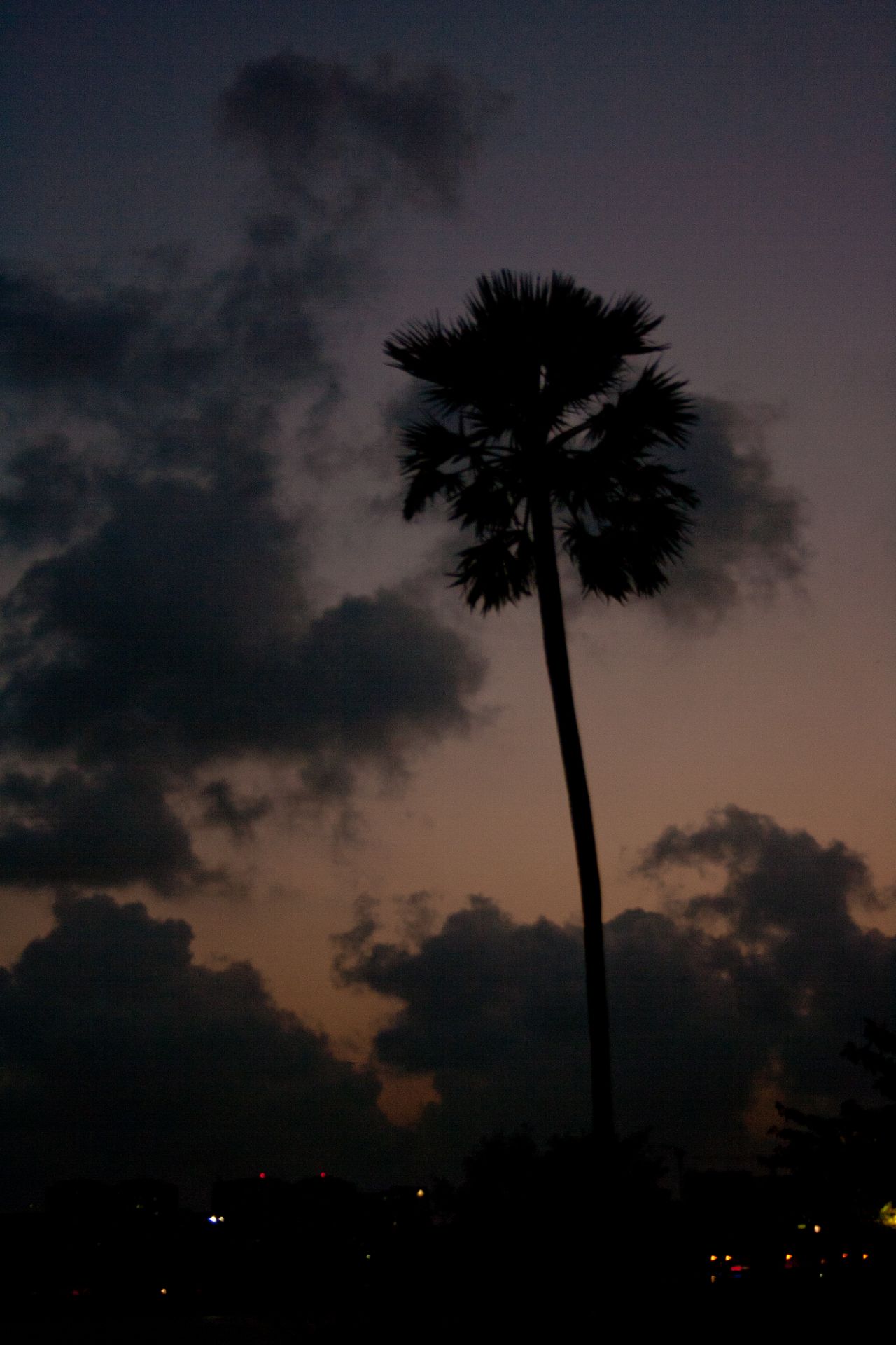 Coconut Tree Evening Stock Free