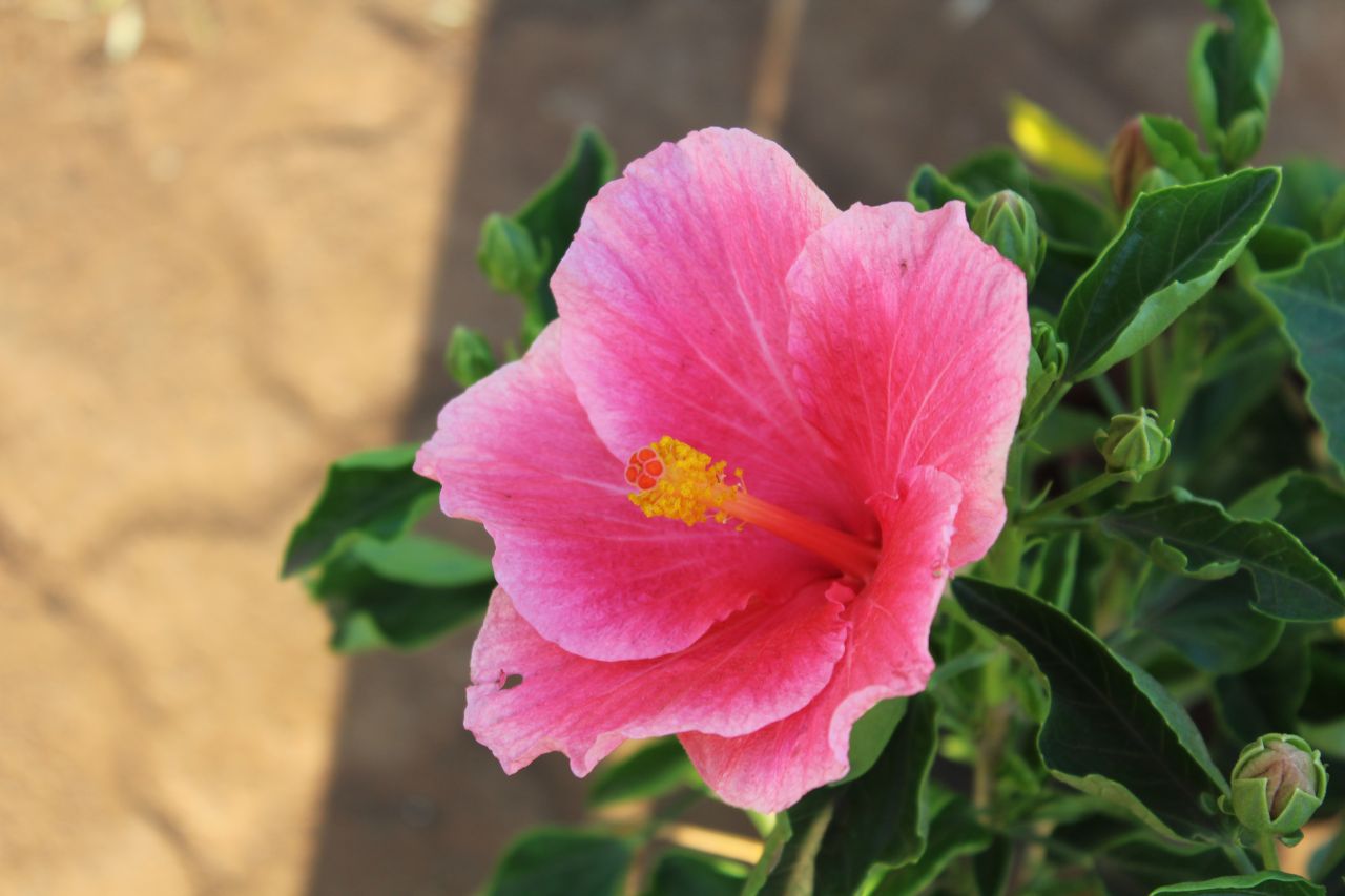 Pink Hibiscus Stock Free