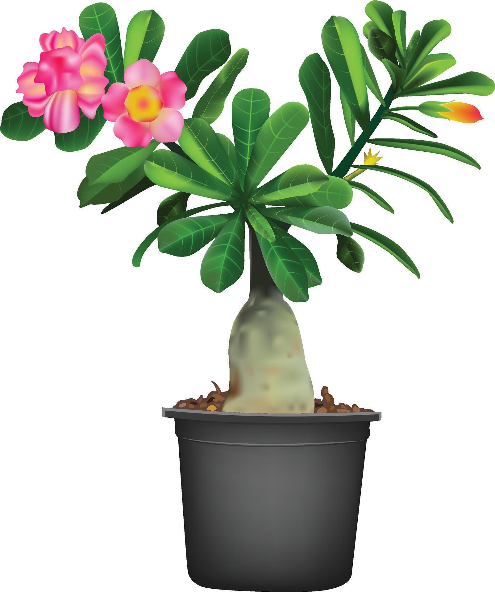 Adenium flower in red and green leaves on the pot. Isolated on white background. Stock Free