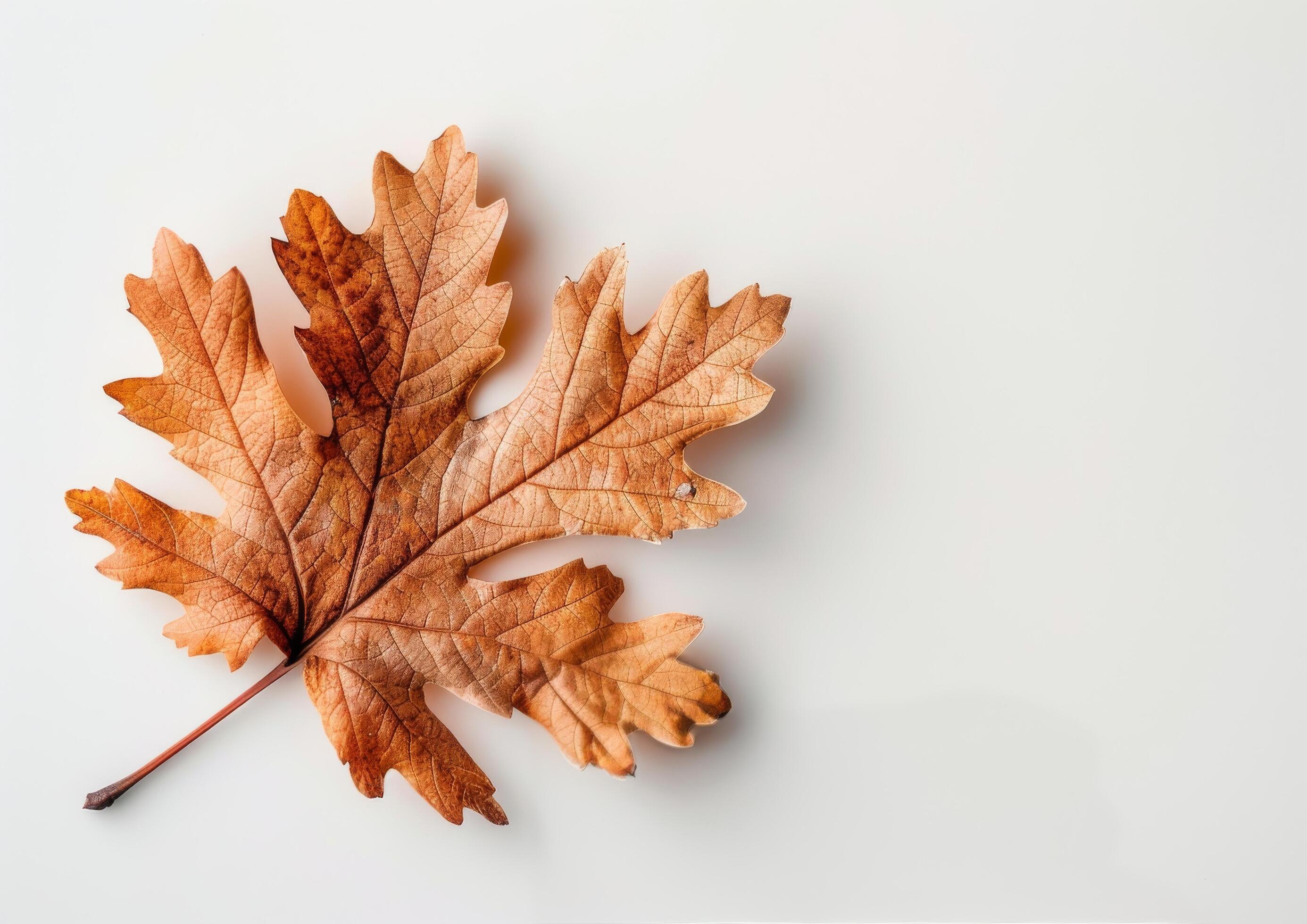 Single Red Leaf on White Background Stock Free