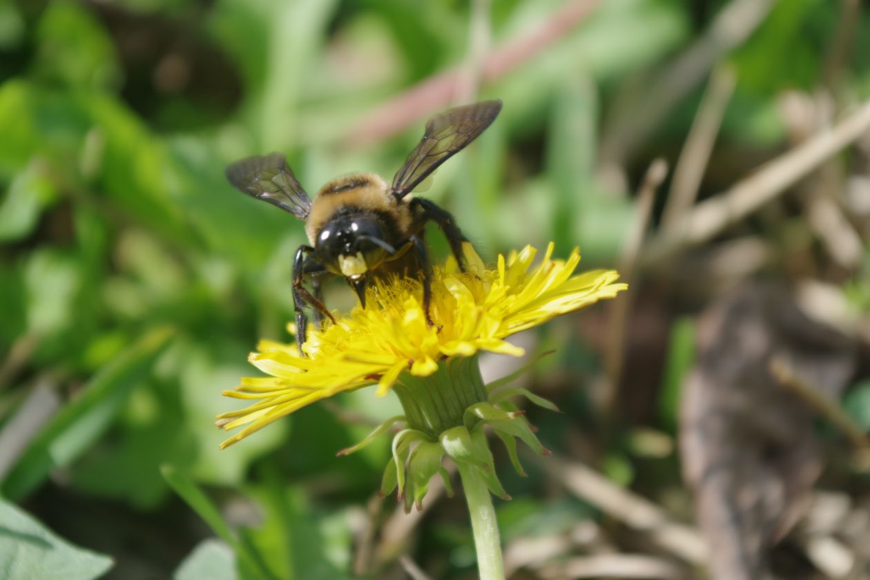 Carpenter Bee on Yellow Flower Stock Free