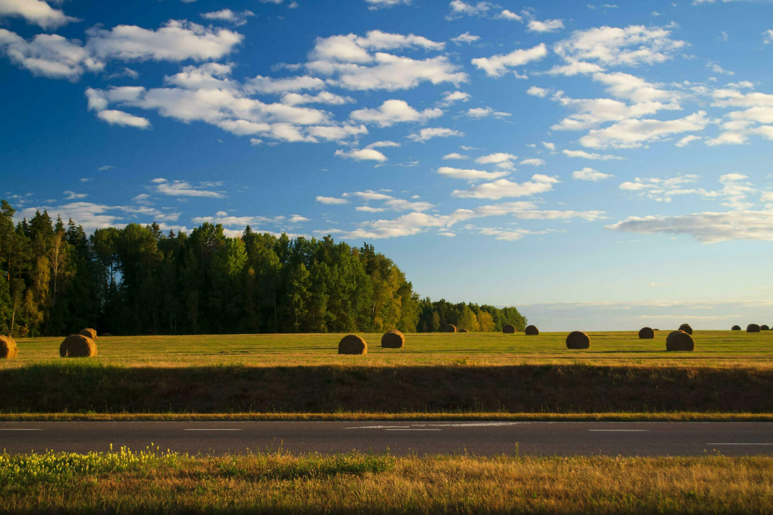 A strip of asphalt gives way to a meadow on which stacks of freshly cut hay, and behind them a forest edge and a sky with white curly clouds. Stock Free