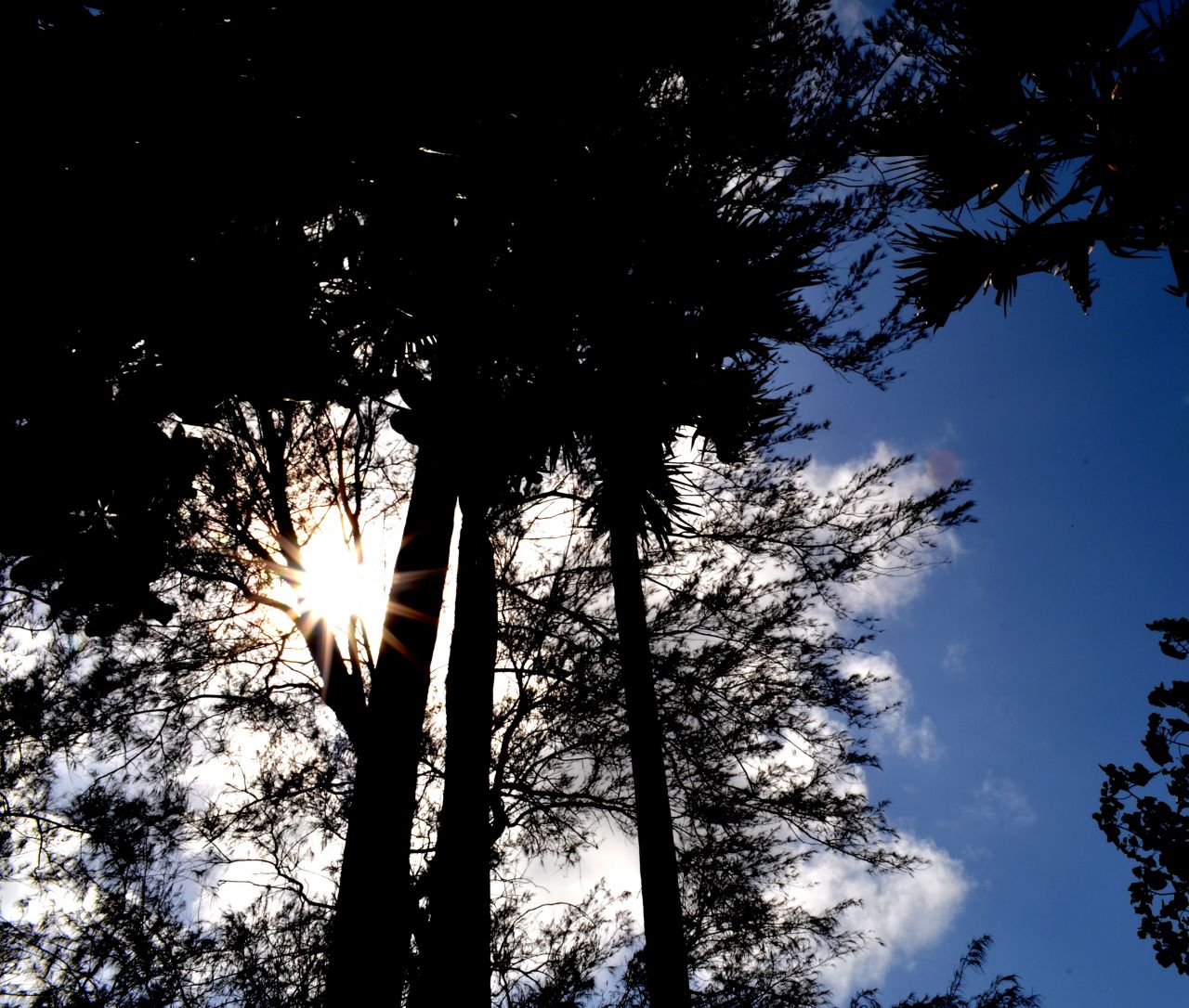 Bright Sky Trees Sunbeam Stock Free