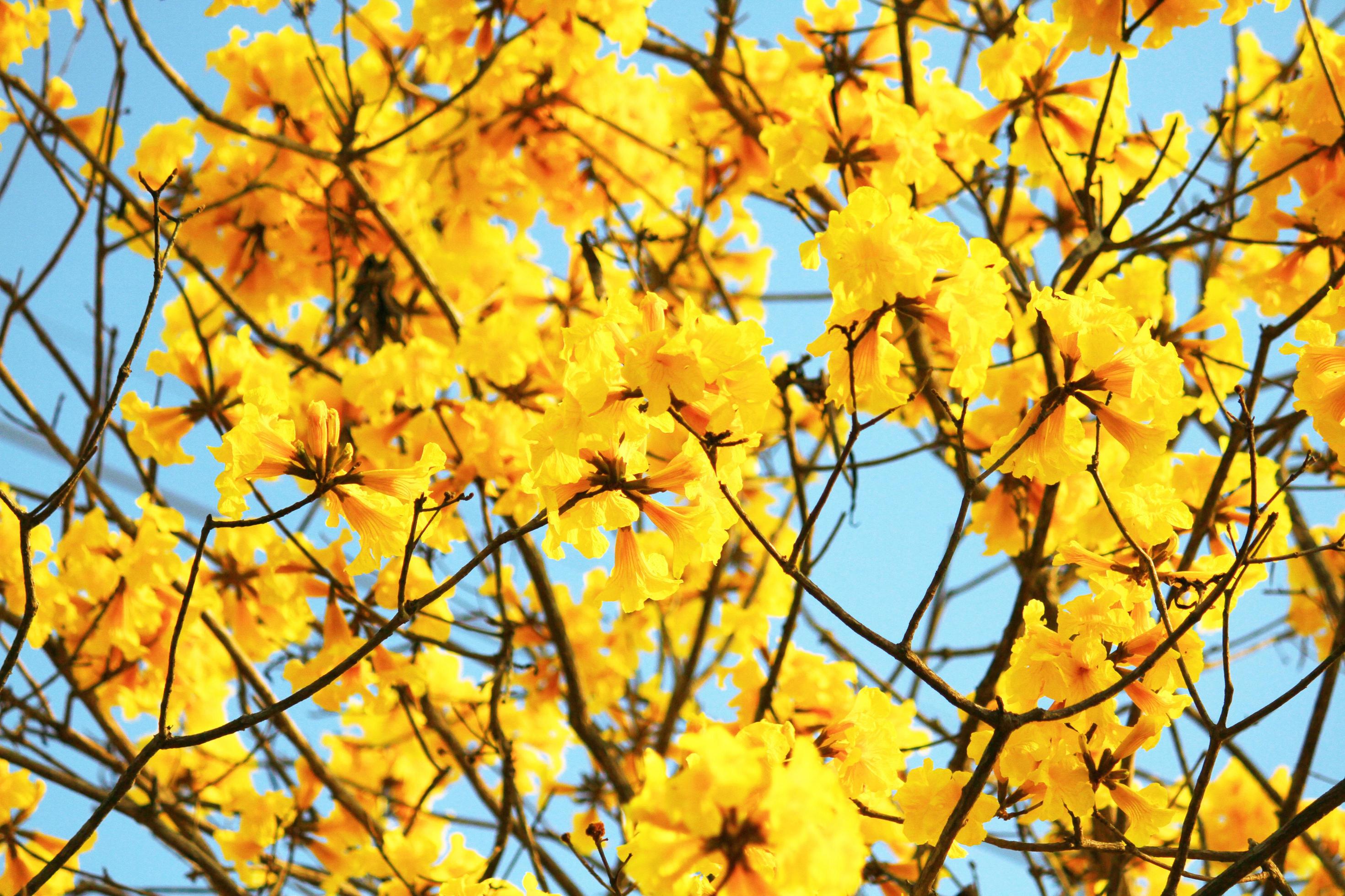 Blossom Dwarf Golden Trumpe flowers with blue sky. Tabebuia chrysotricha flowers Stock Free