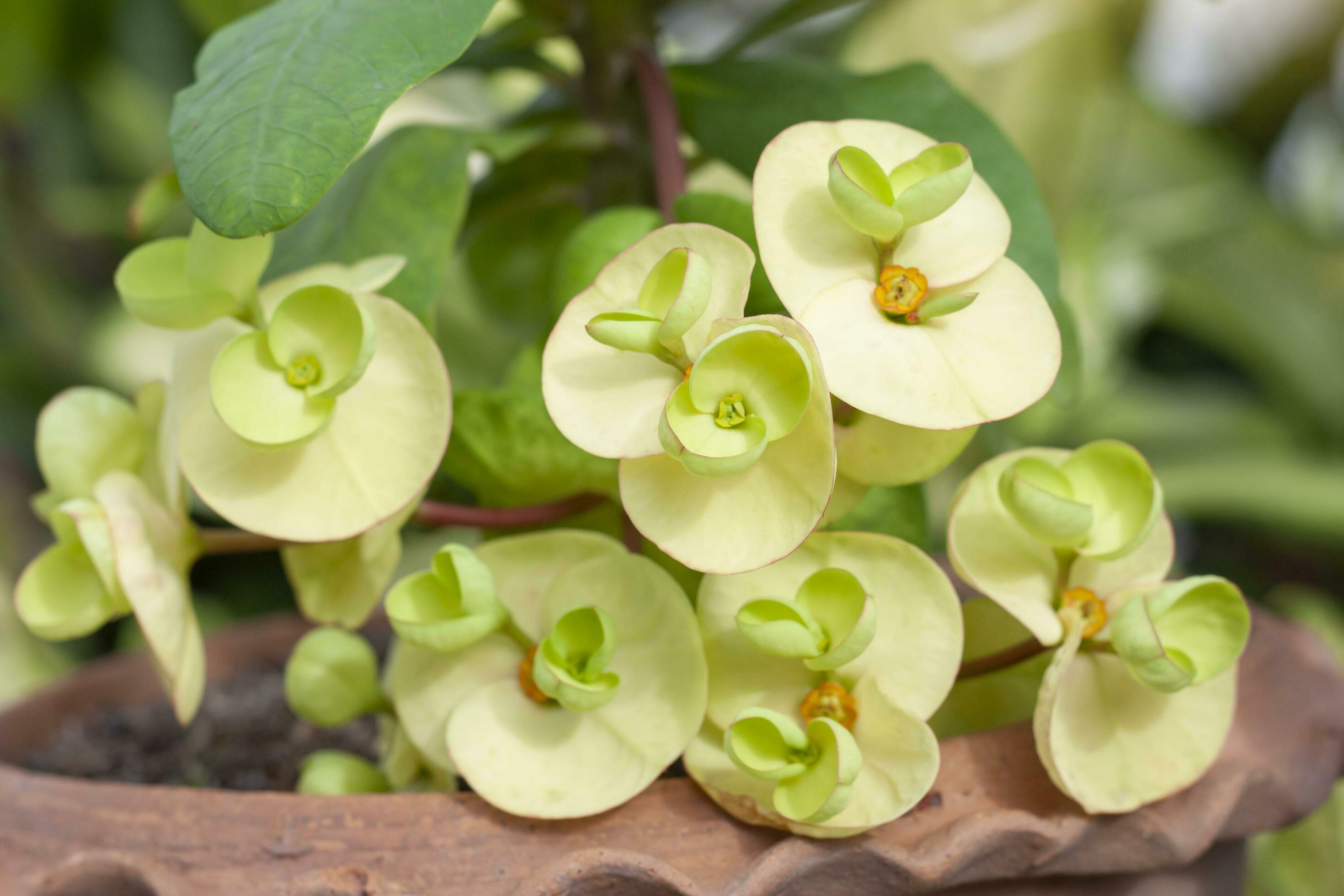 Yellow Euphorbia milli or Crown of Thorns flower bloom in pot in the garden on blur nature background. Stock Free