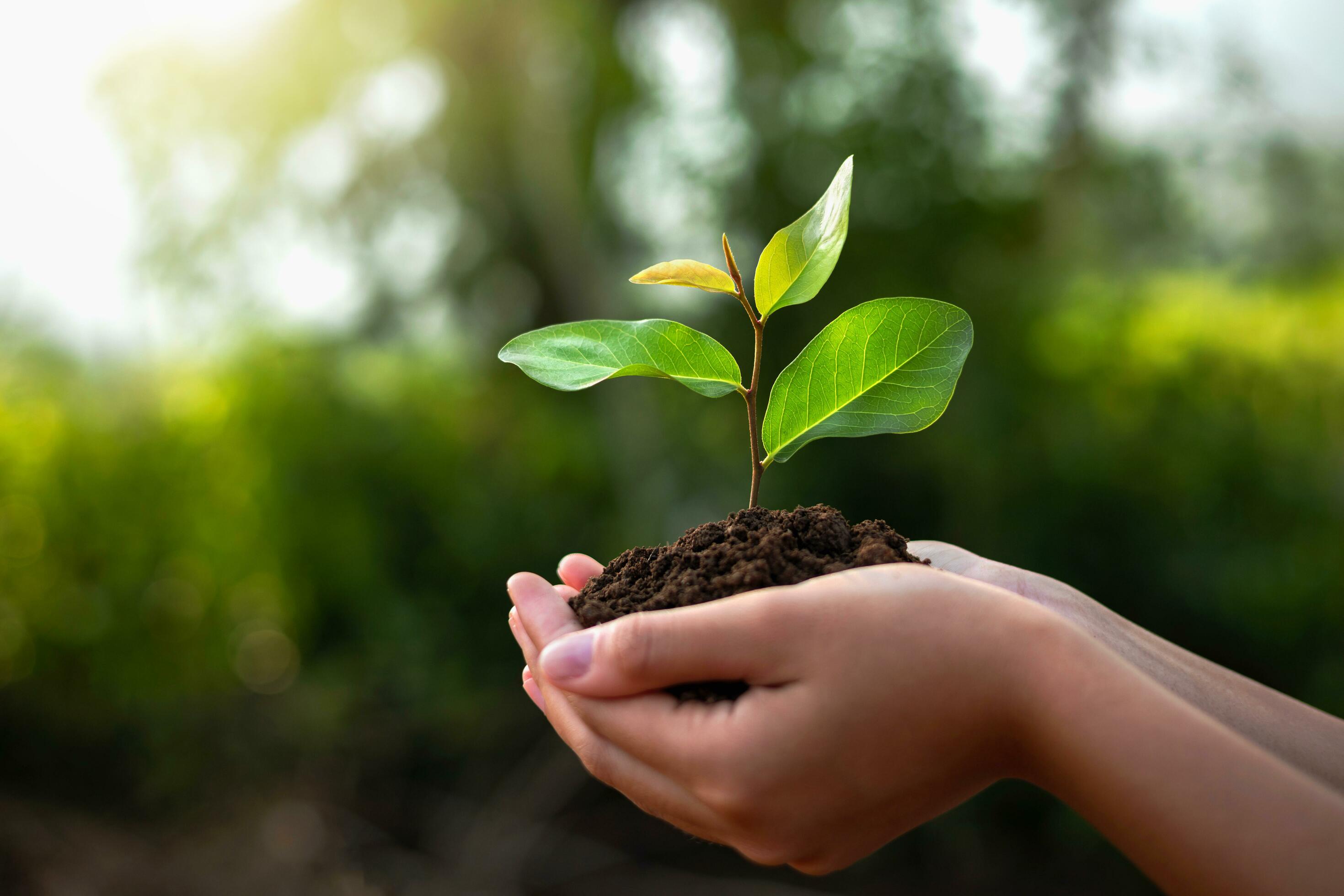 eco earth day concept. hand holdig big tree growing on green background Stock Free