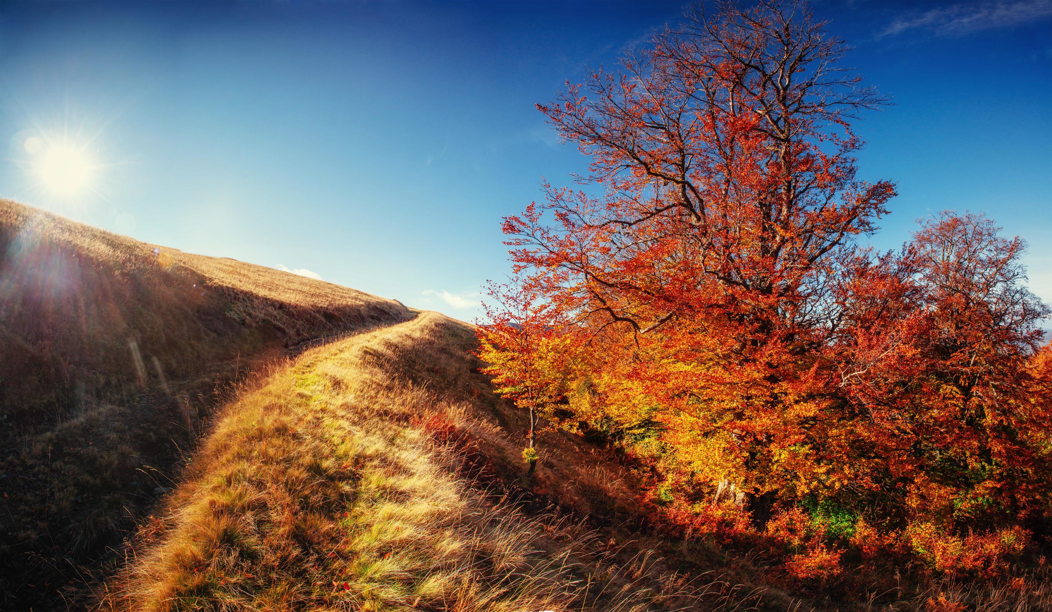 rock massif in the Carpathians. Stock Free