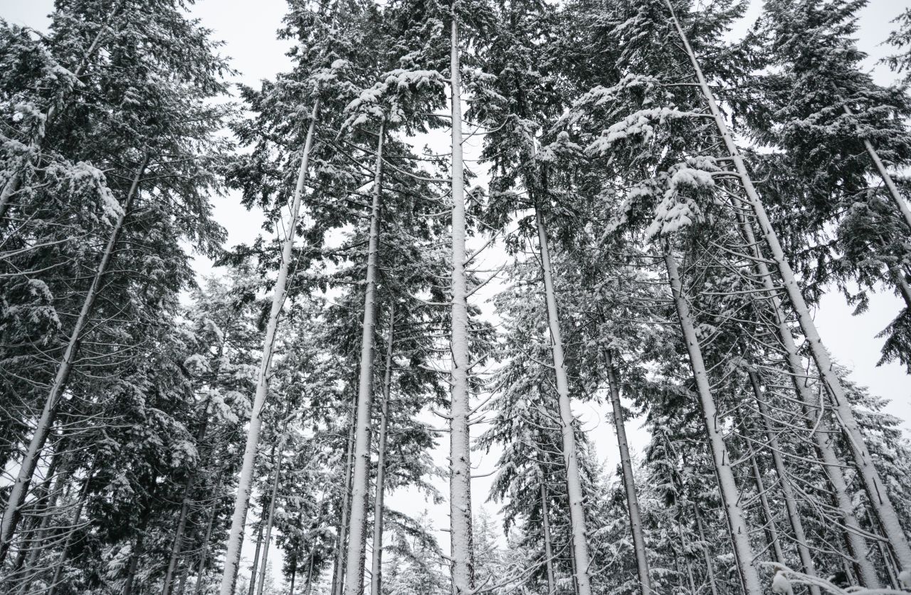 Pine trees covered in snow Stock Free