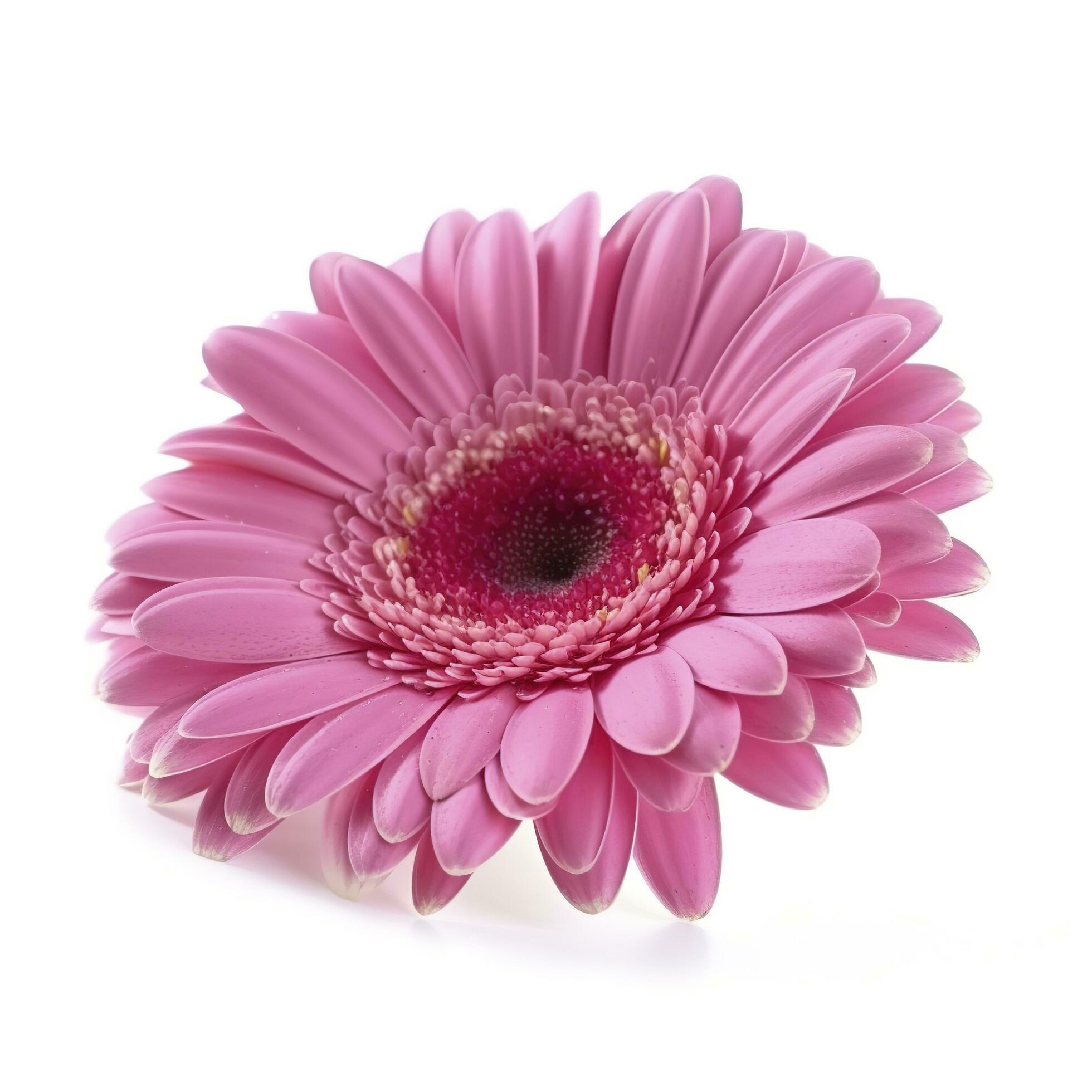 Pink gerbera flower isolated on white background, generate ai Stock Free