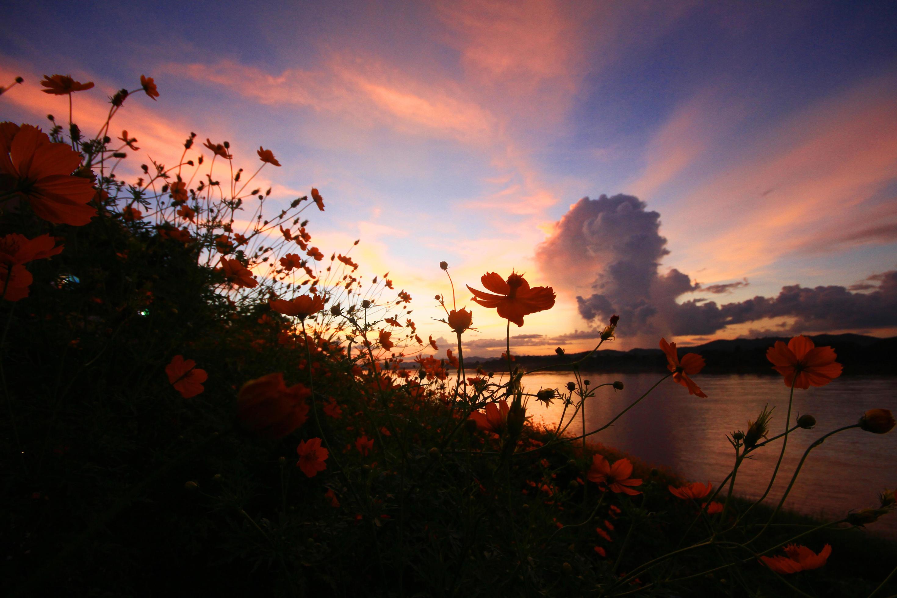 Beautiful Silhouette of Sulfur Cosmos or Yellow Cosmos flowers field in twilight sunset near riverside. Stock Free