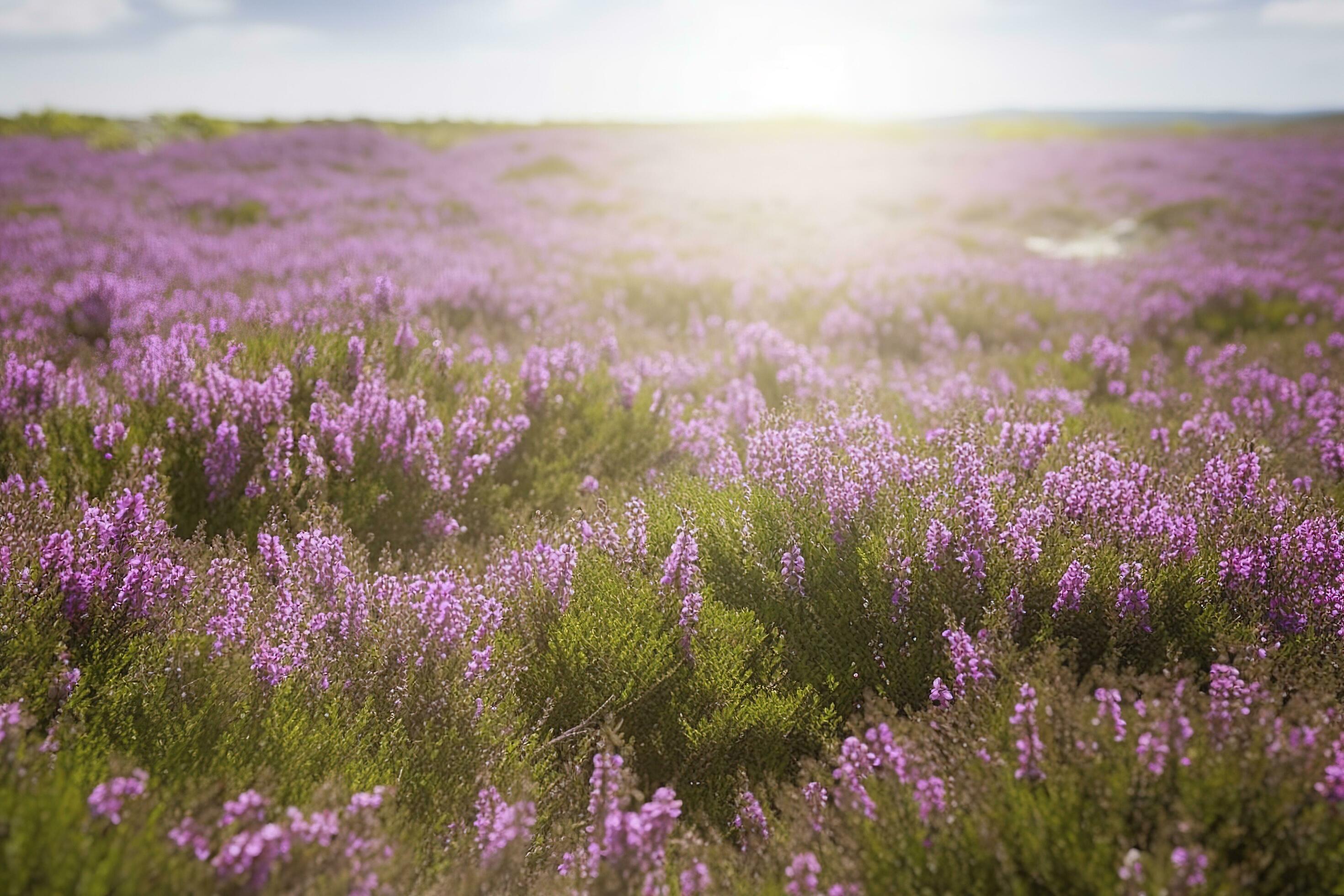 Erica Flower Field, Summer Season , generate ai Stock Free