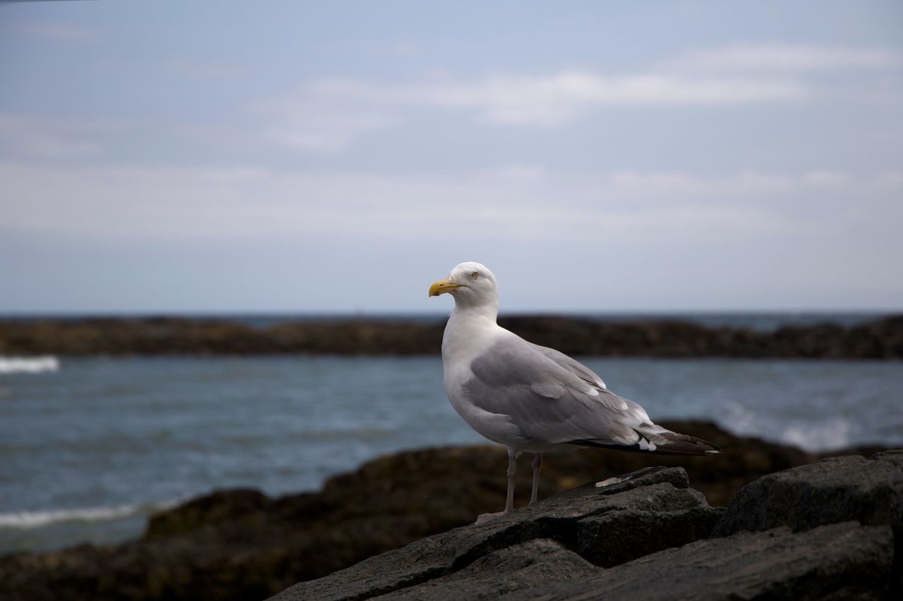 Photo by Adrian Pelletier Stock Free