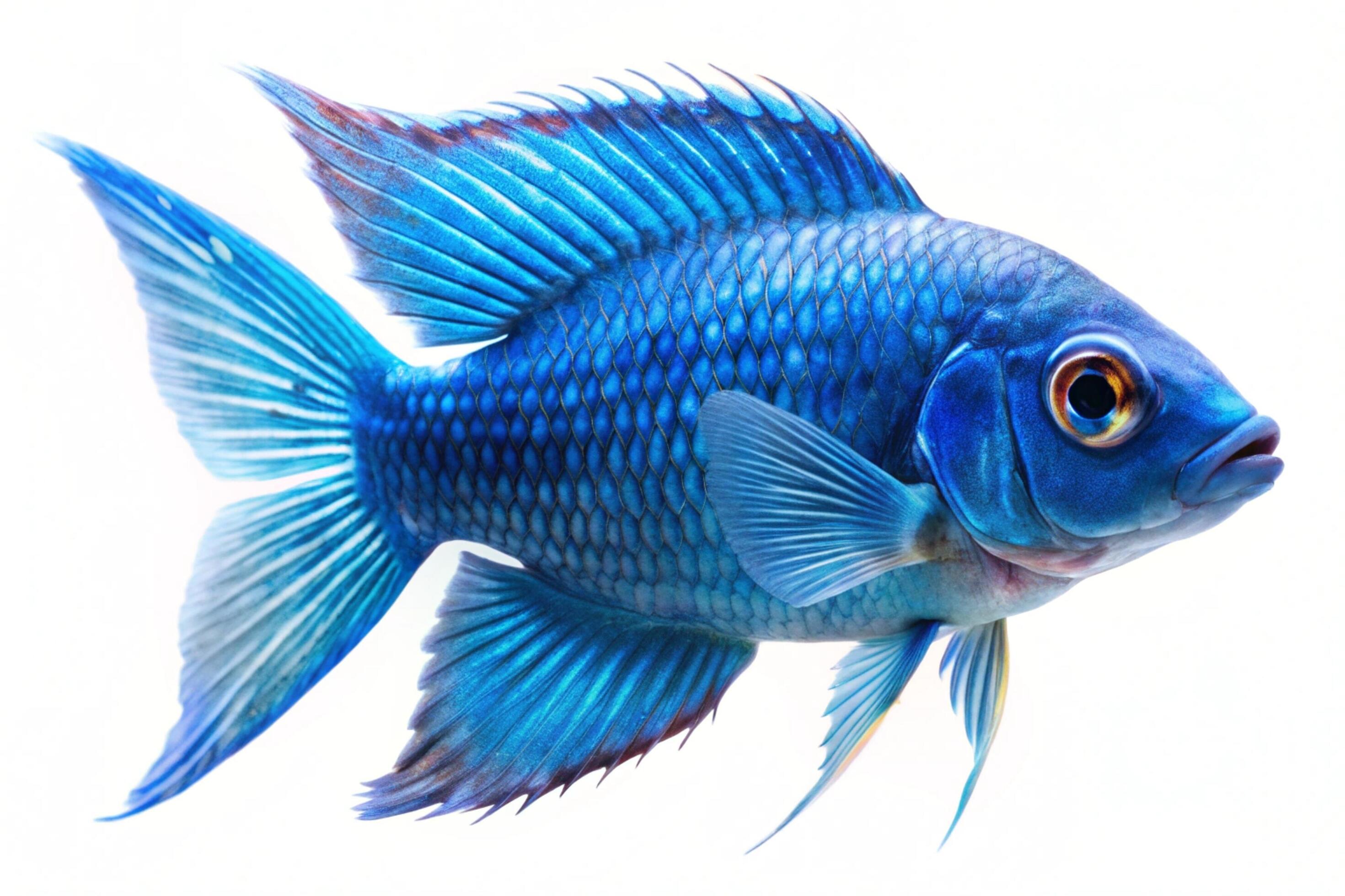 Blue ornamental fish isolated on white background Stock Free